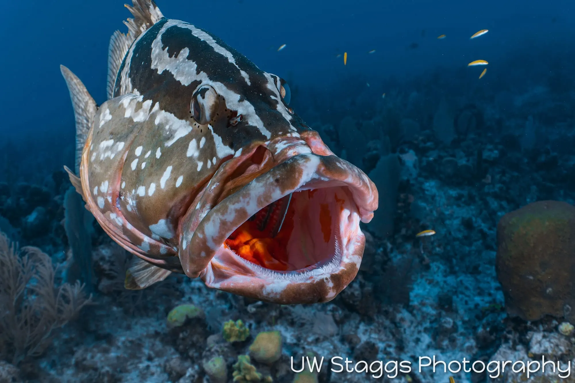 Lionfish — Little Cayman