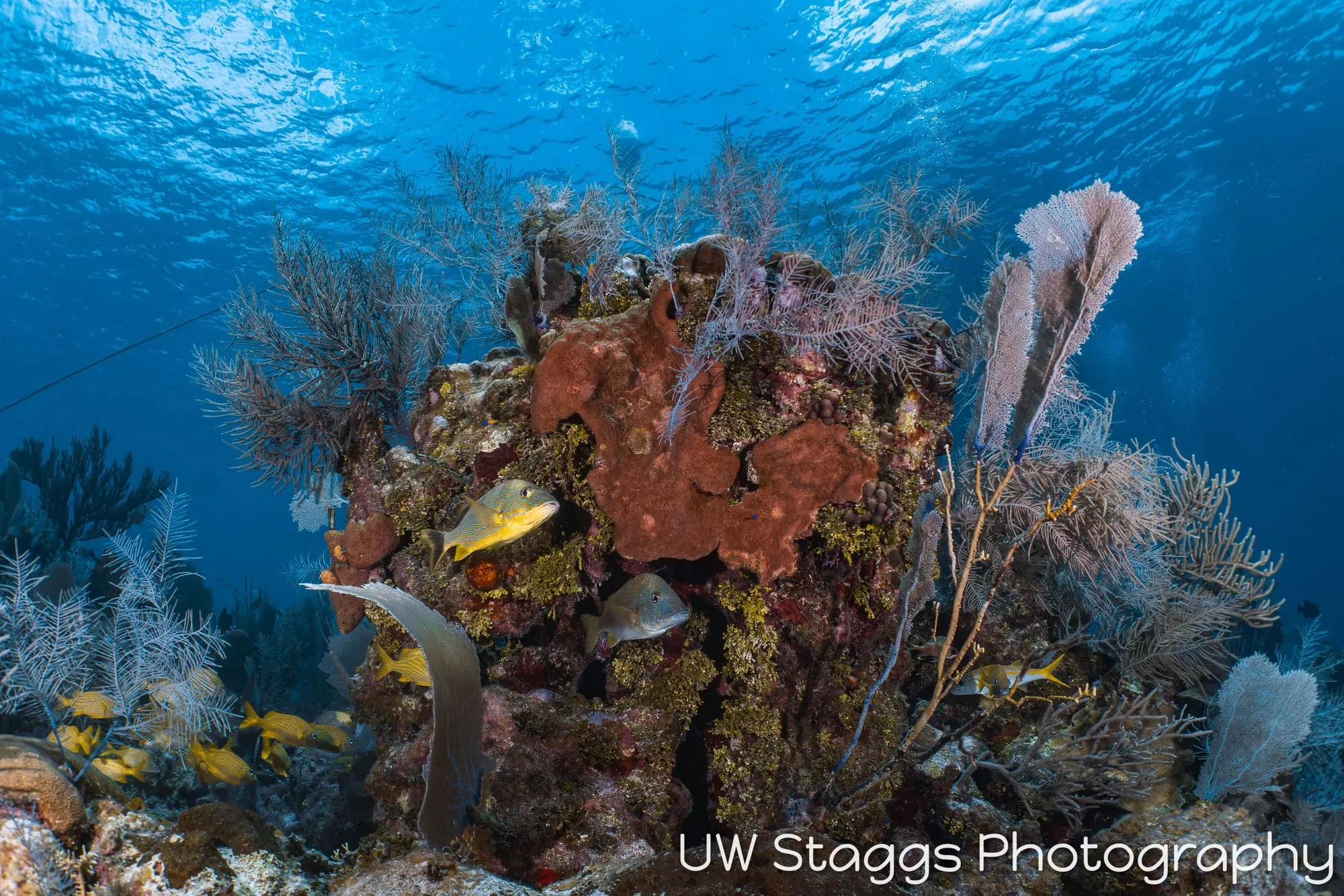 Coral Atoll — Little Cayman