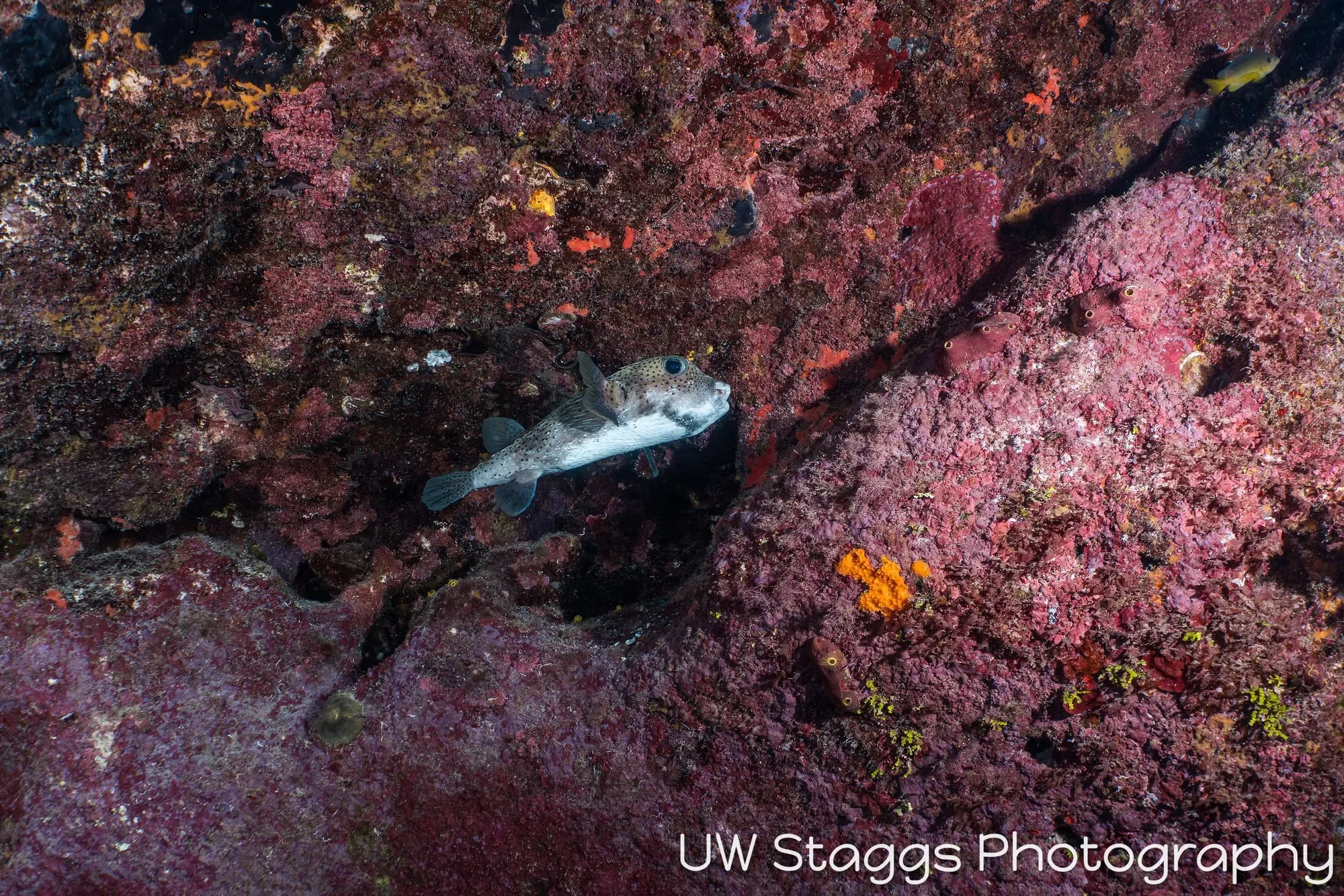 Dogfish Shark — Little Cayman