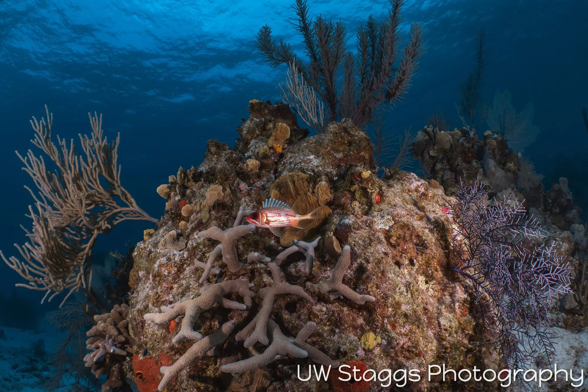 Lionfish — Little Cayman