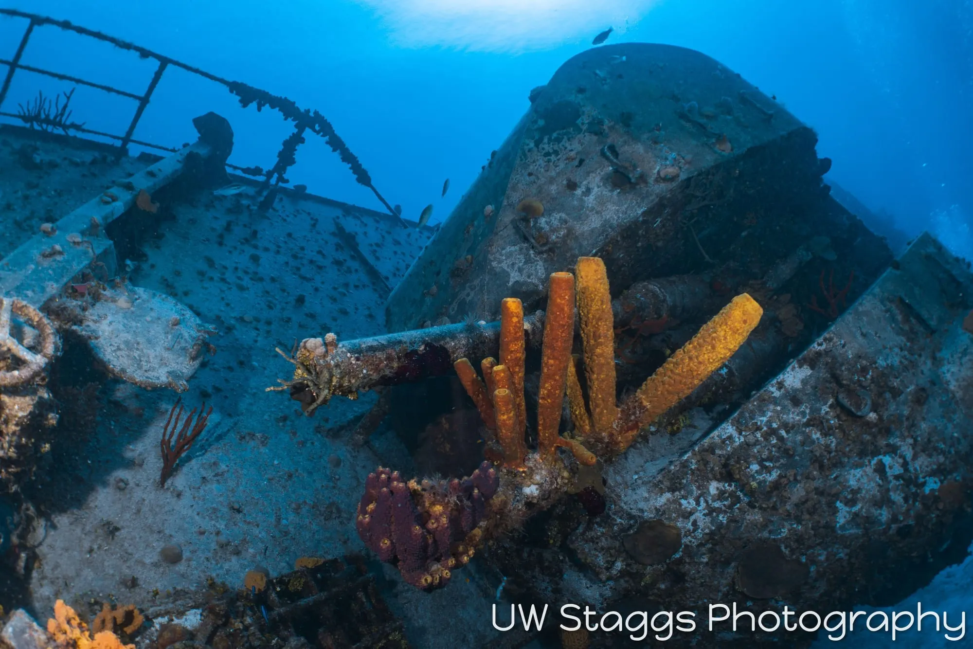 Reef Scene — Little Cayman