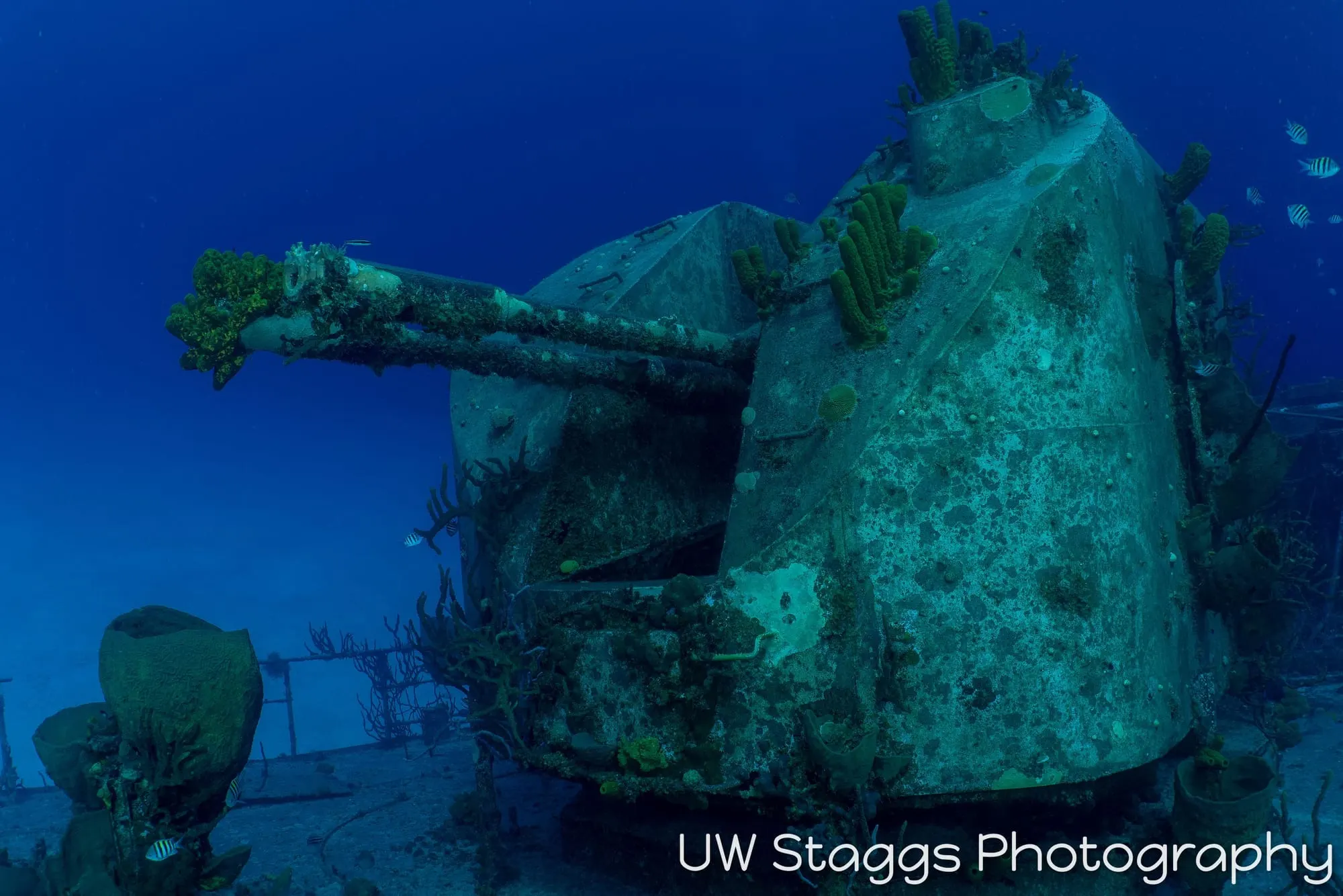 Reef Scene — Little Cayman
