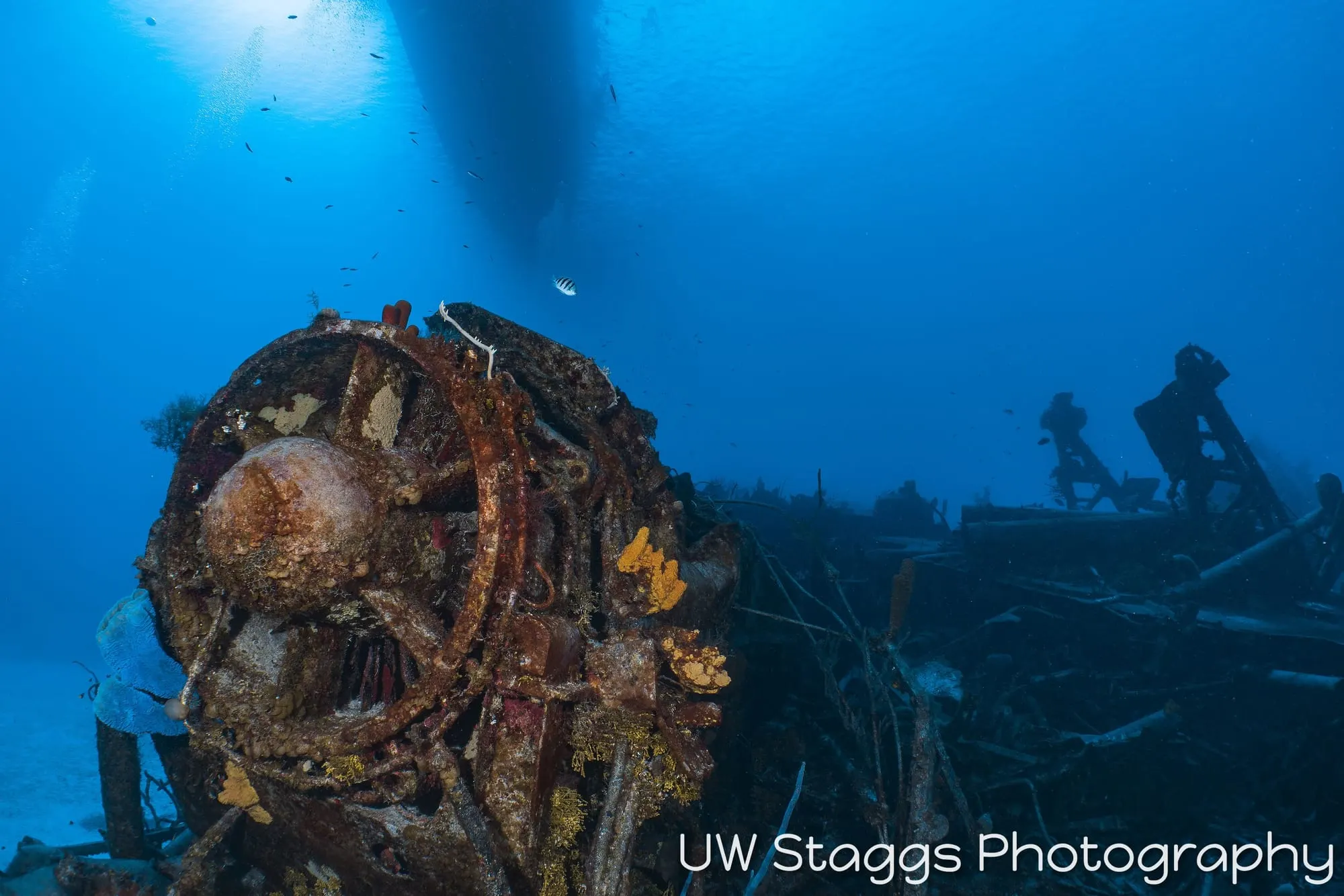 Reef Scene — Little Cayman