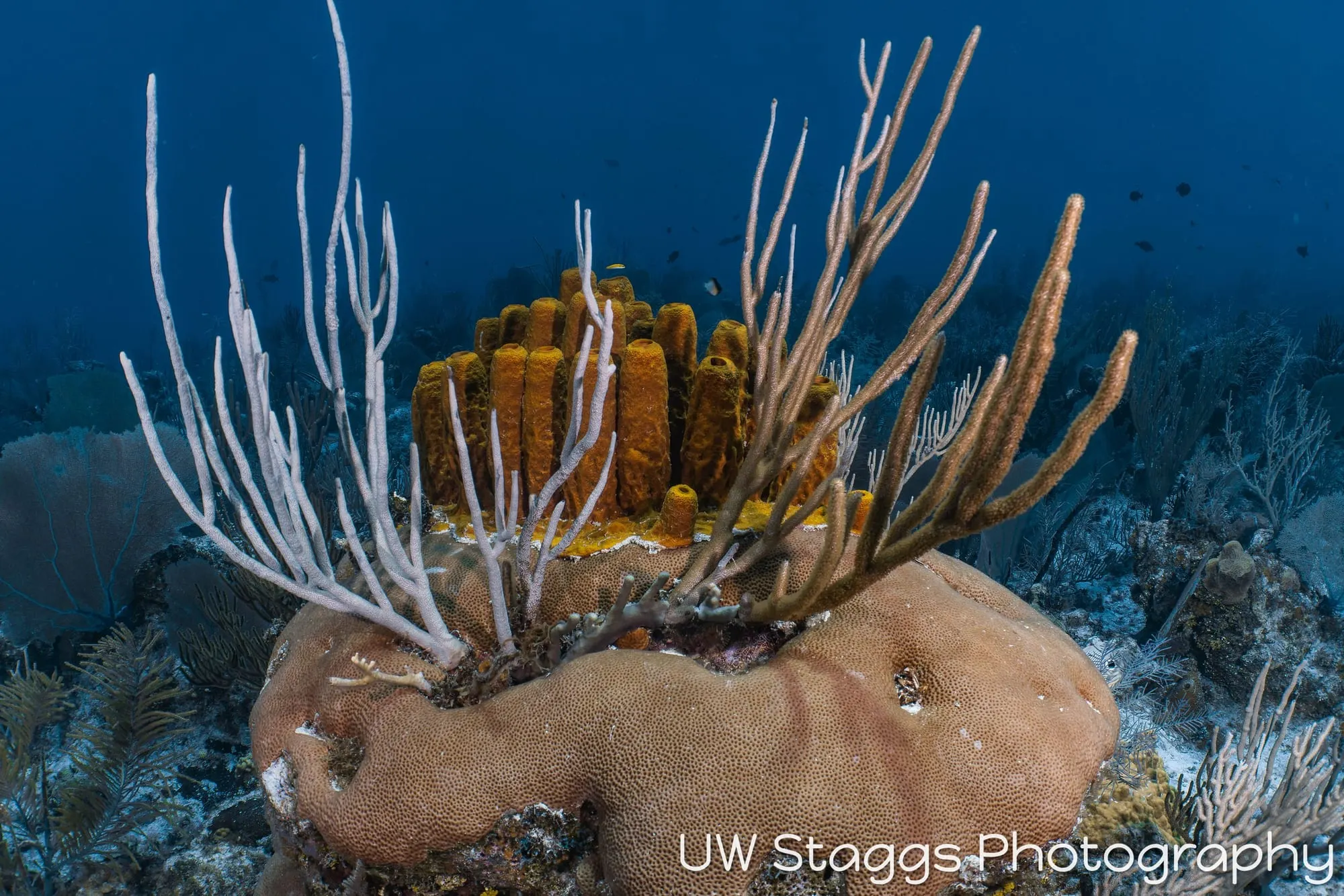 Coral Atoll — Little Cayman
