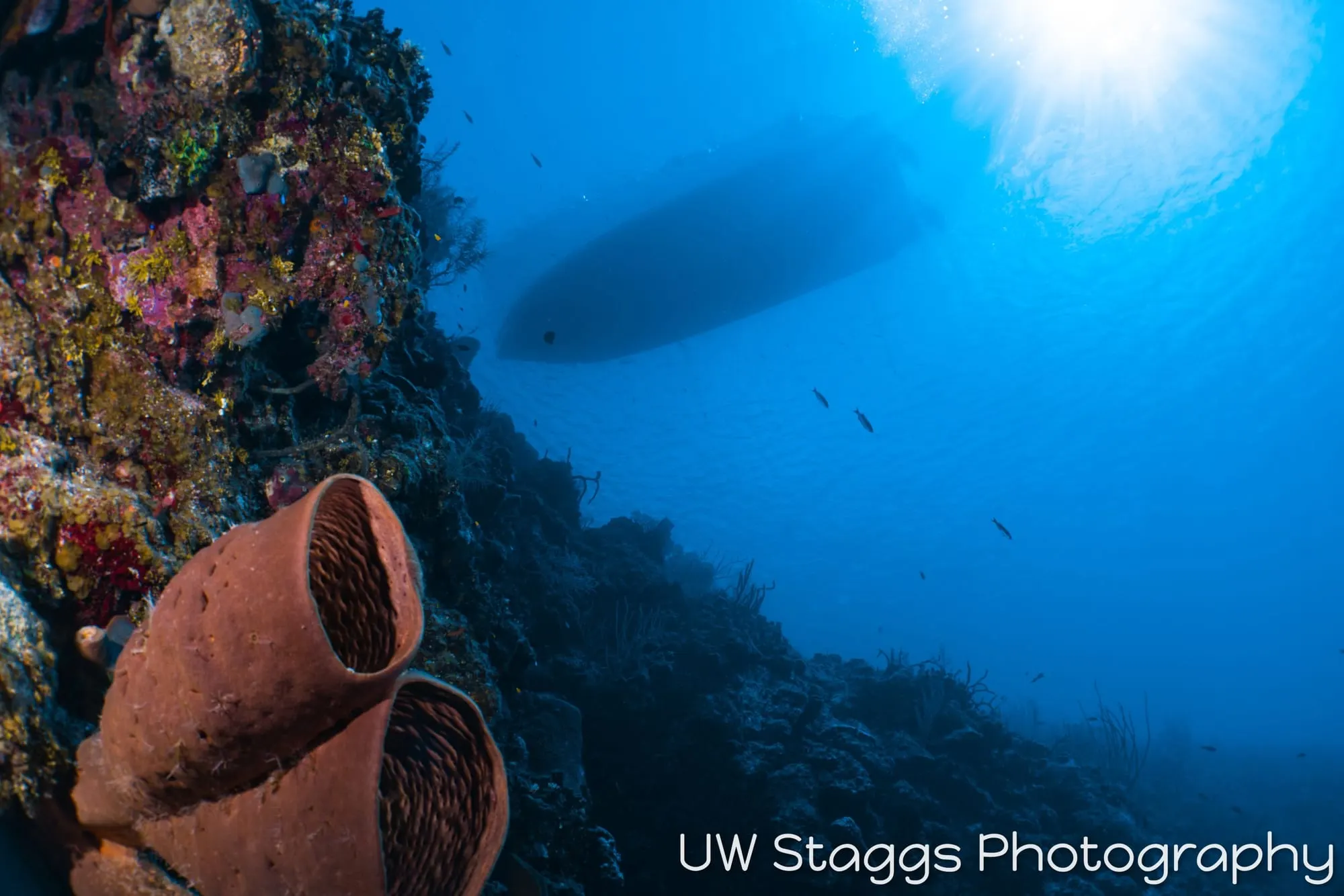 Reef Scene — Little Cayman
