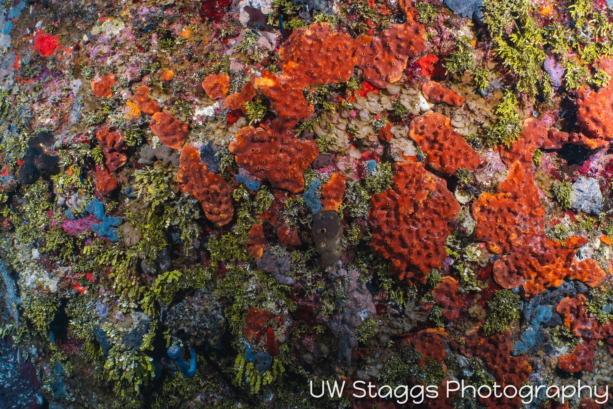 Tunicate — Little Cayman
