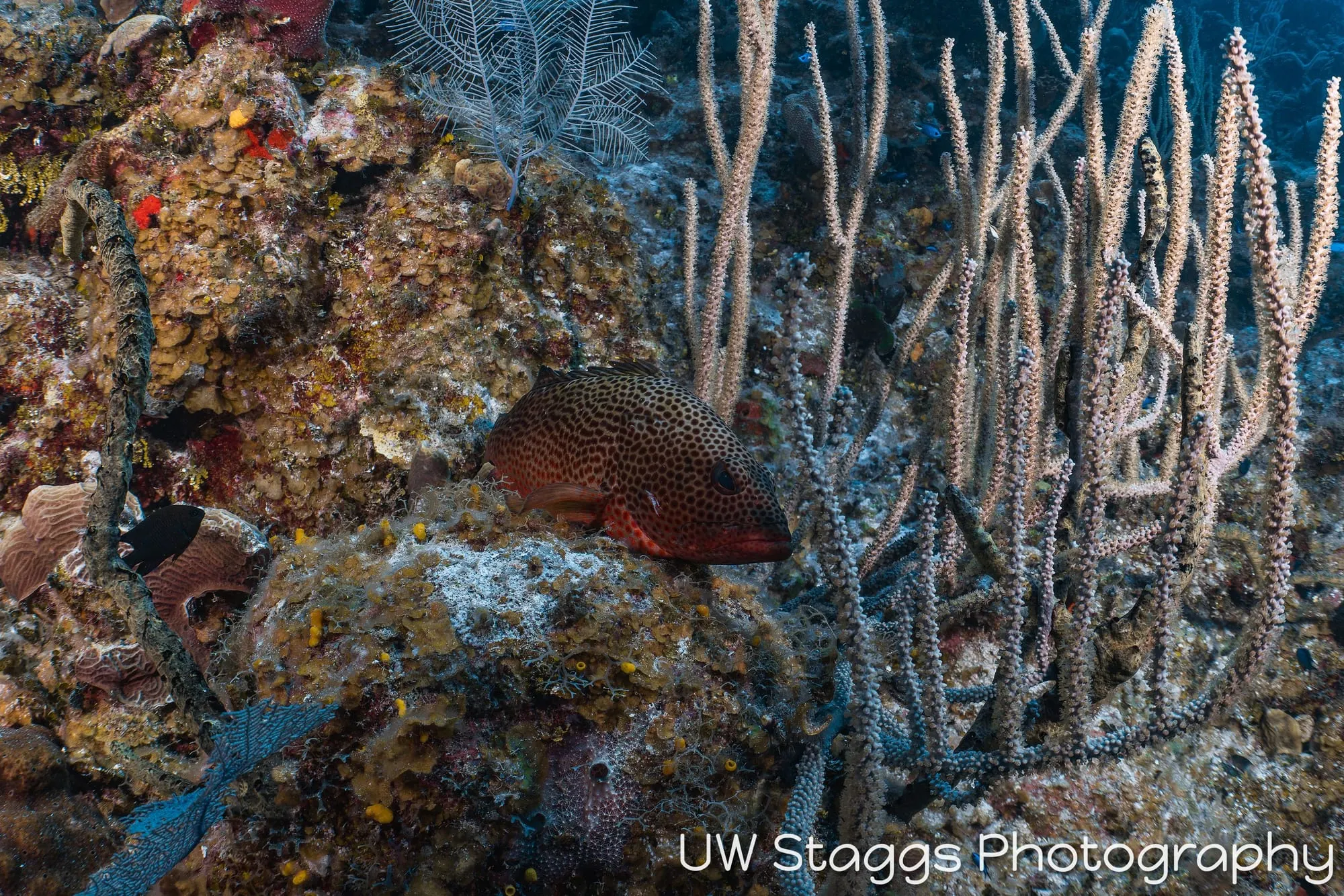 Reef Scene — Little Cayman