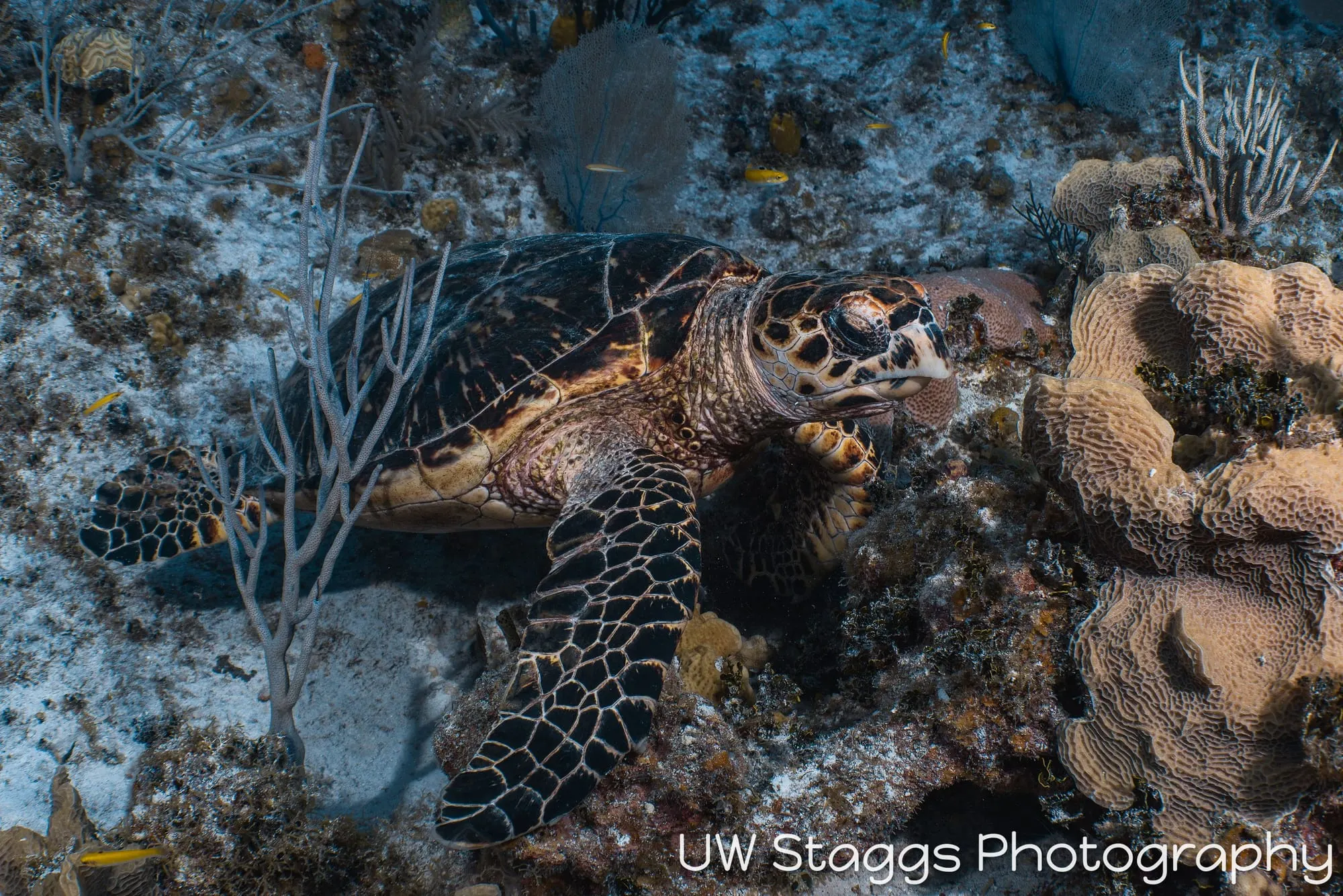 Sea Turtle — Little Cayman