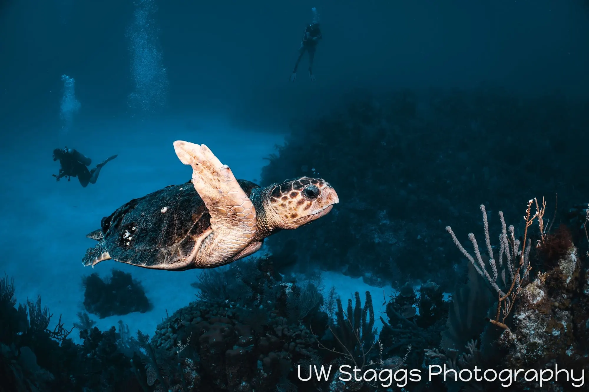Sea Turtle — Little Cayman