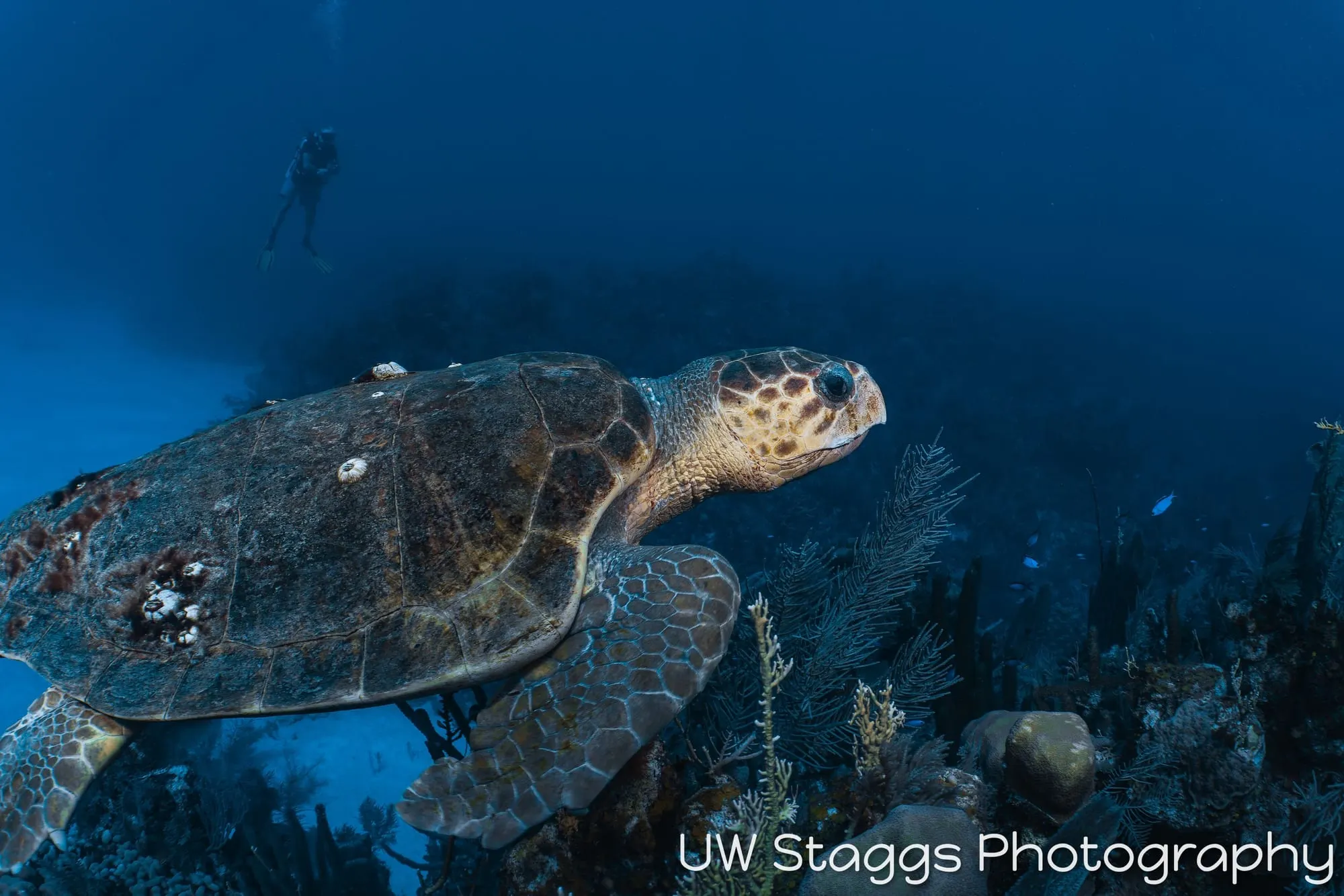 Sea Turtle — Little Cayman