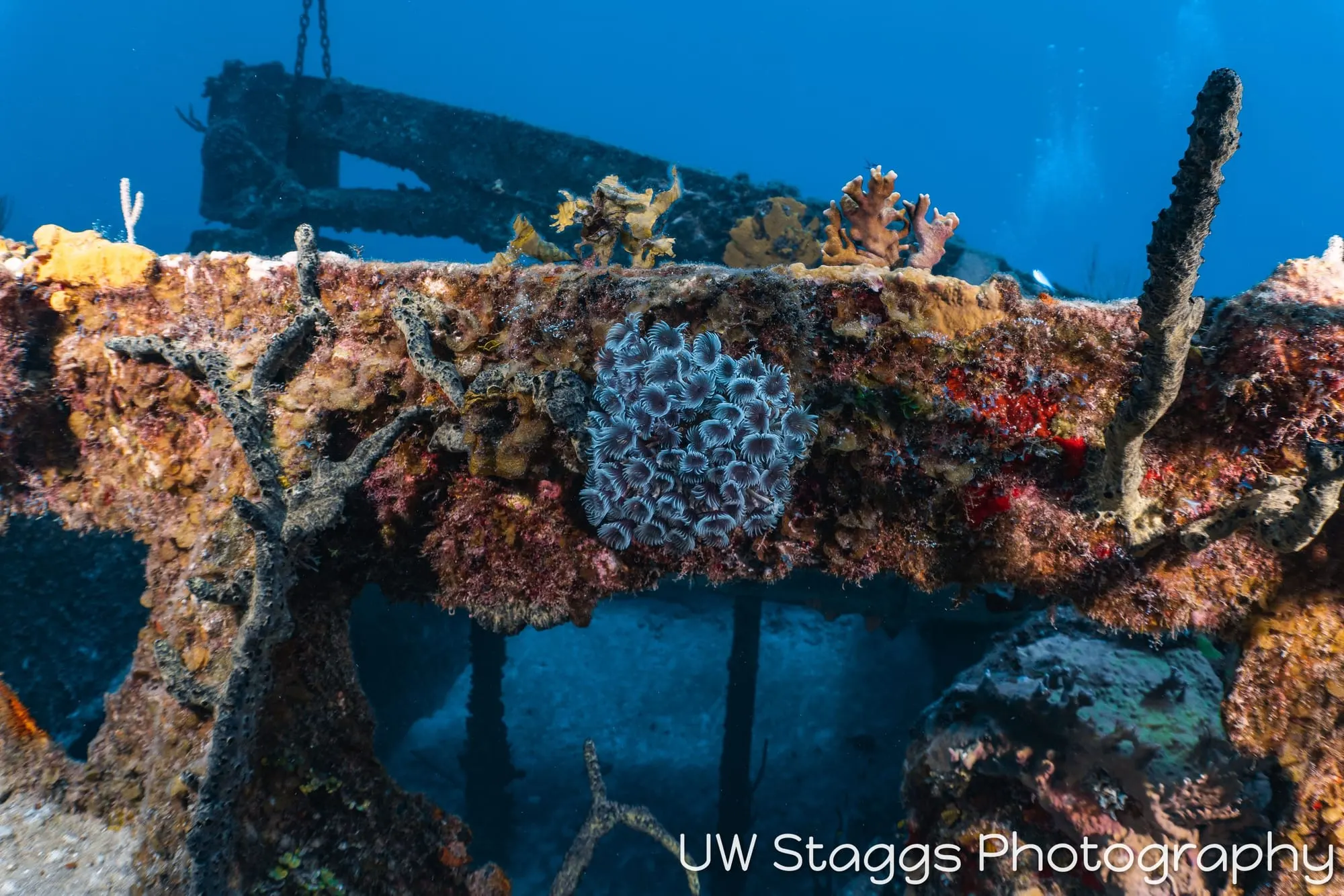 Tunicate — Little Cayman