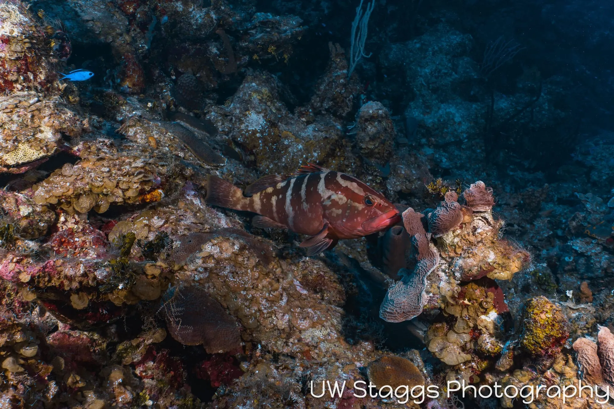 Lionfish — Little Cayman