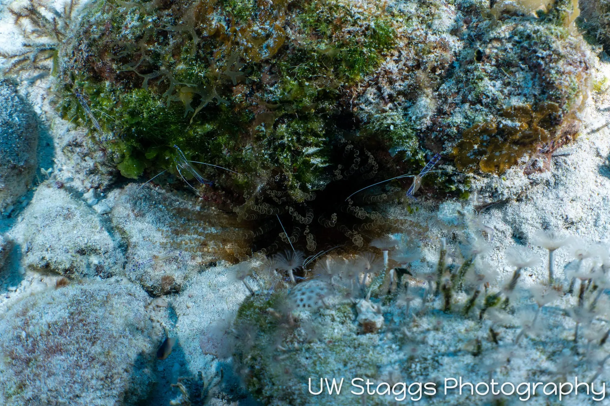 Shrimp — Little Cayman
