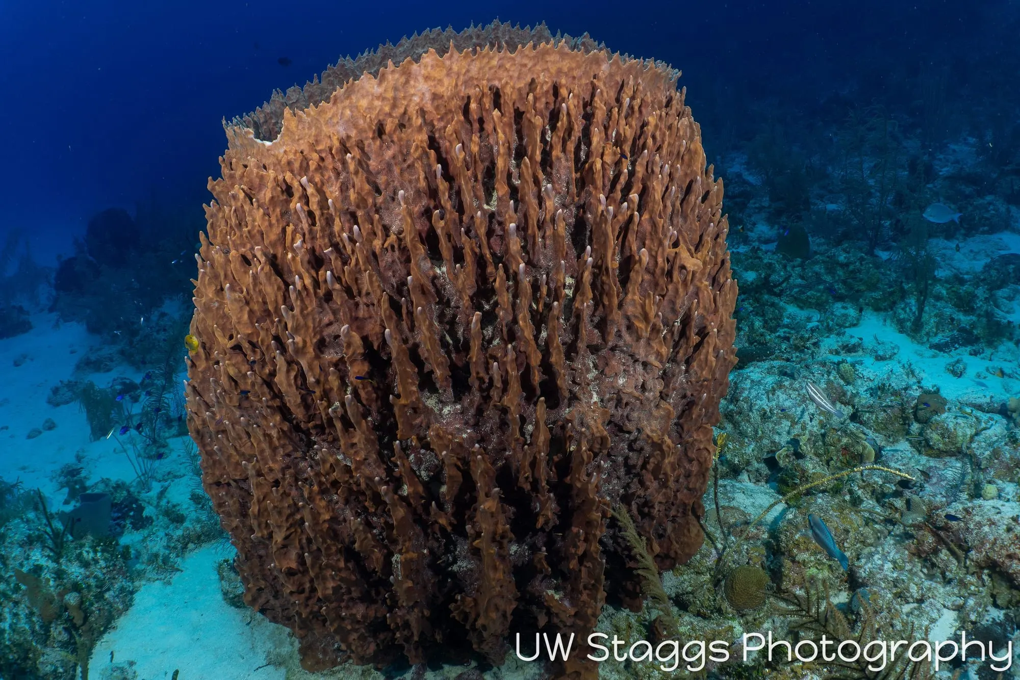 Coral Atoll — Little Cayman