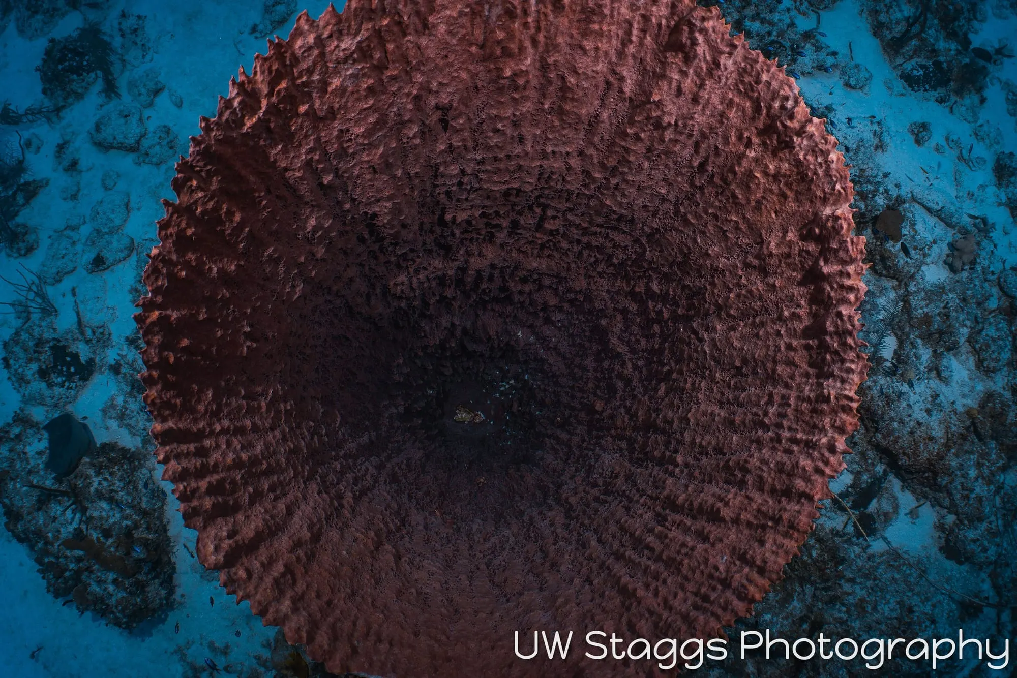 Coral Atoll — Little Cayman