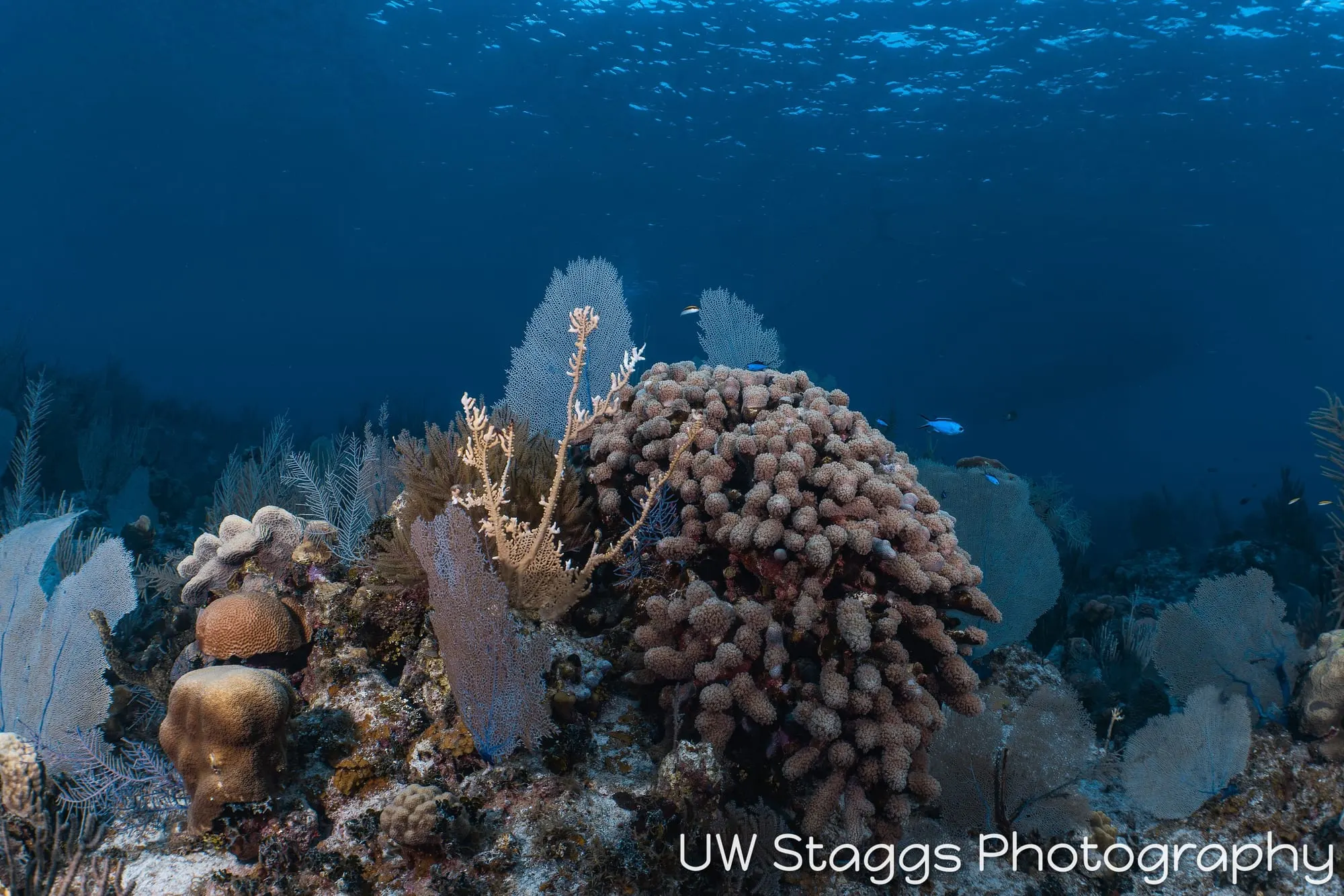 Coral Atoll — Little Cayman