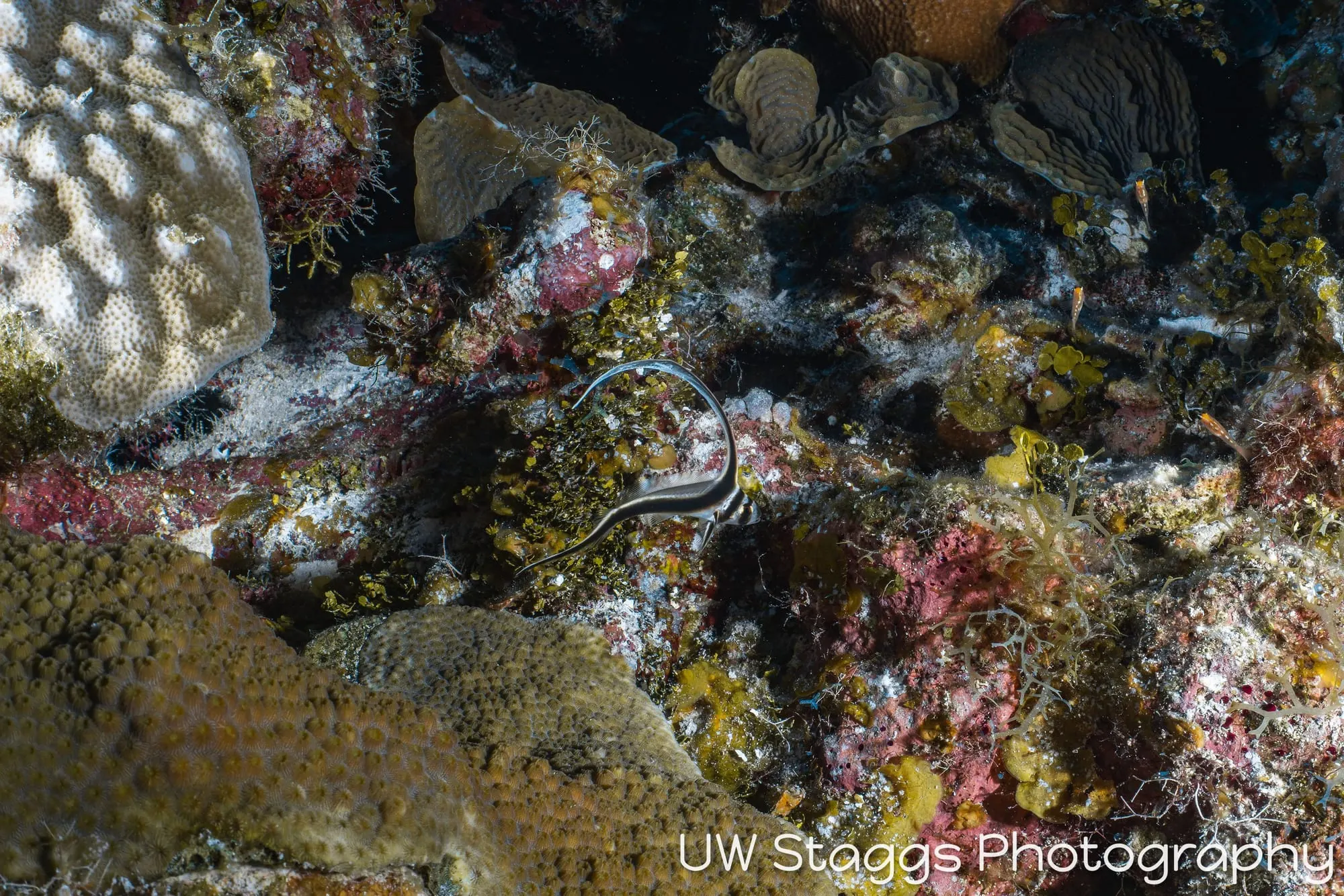Lionfish — Little Cayman