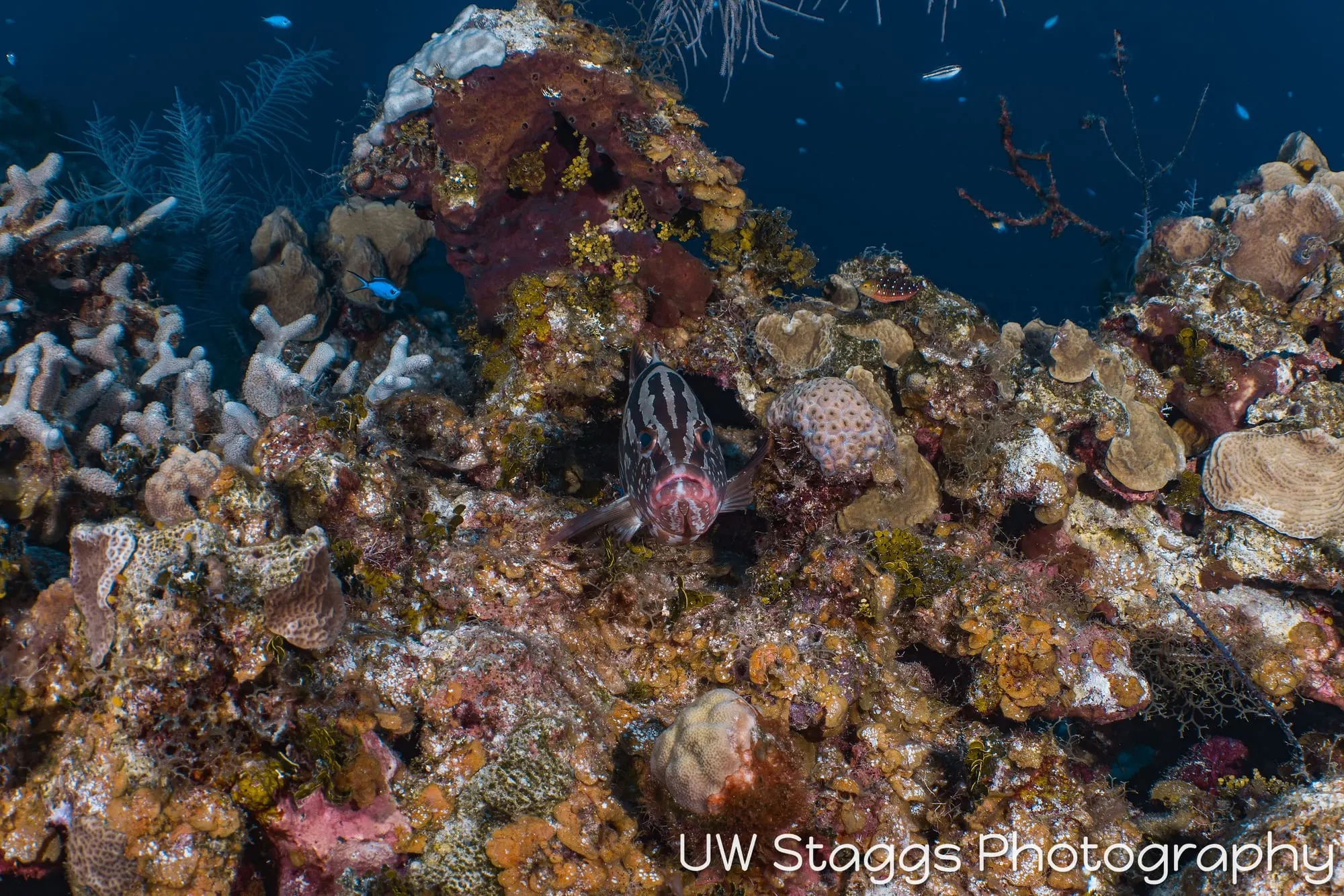 Lionfish — Little Cayman