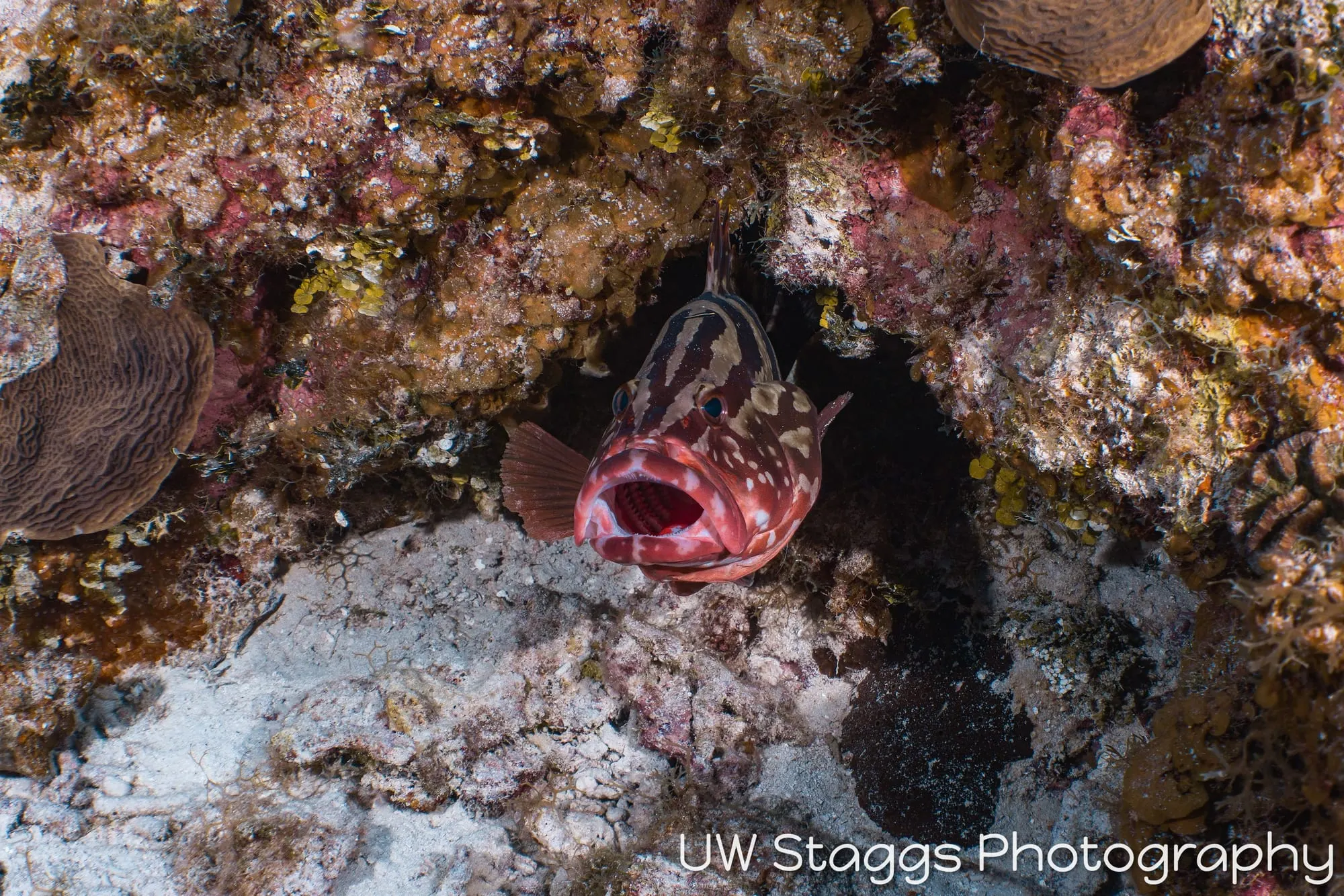 Lionfish — Little Cayman