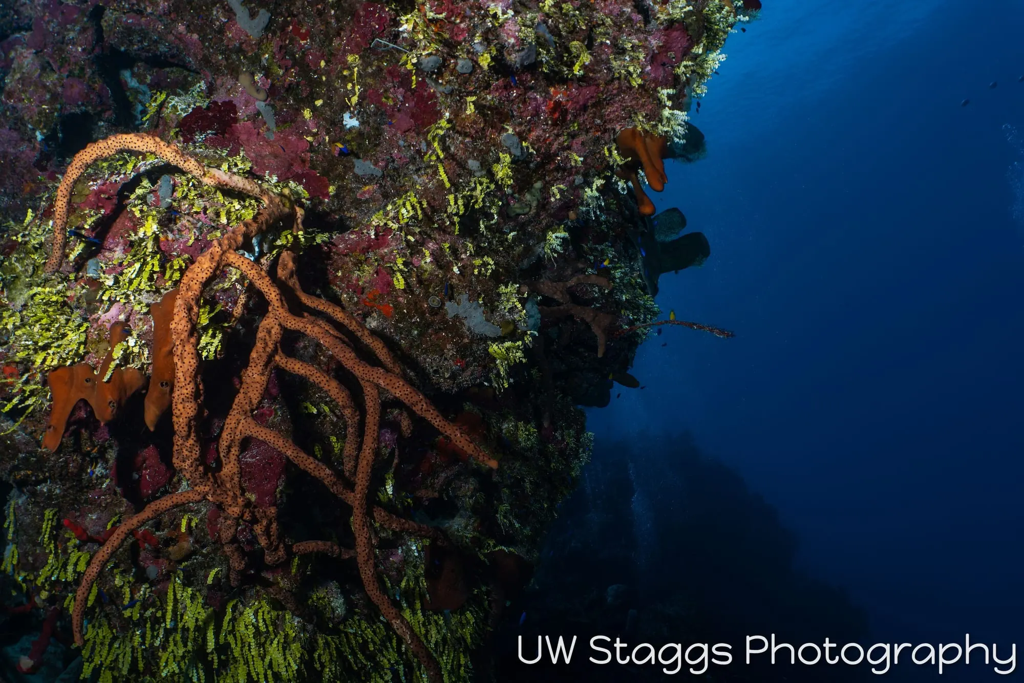 Coral Atoll — Little Cayman
