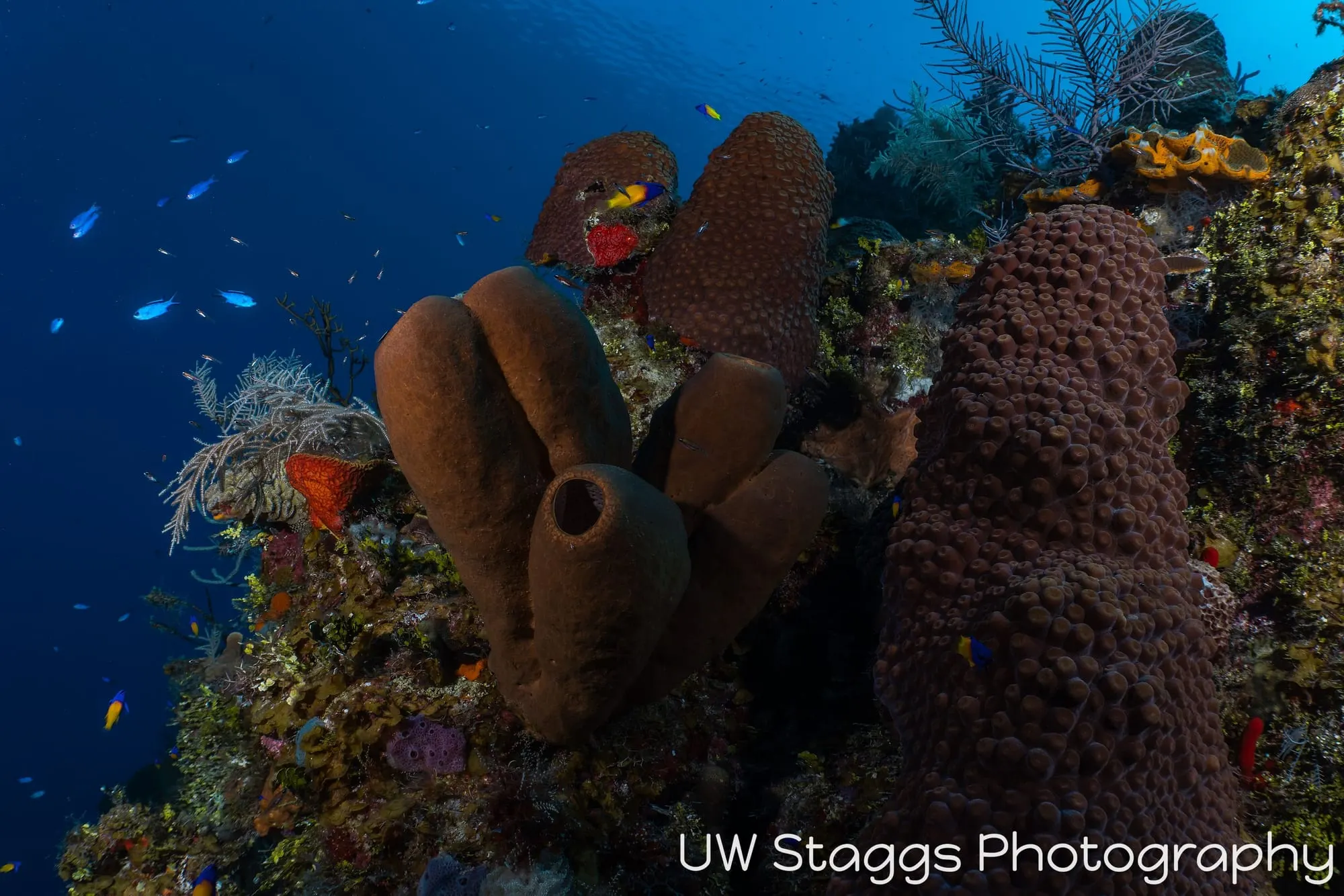 Coral Atoll — Little Cayman