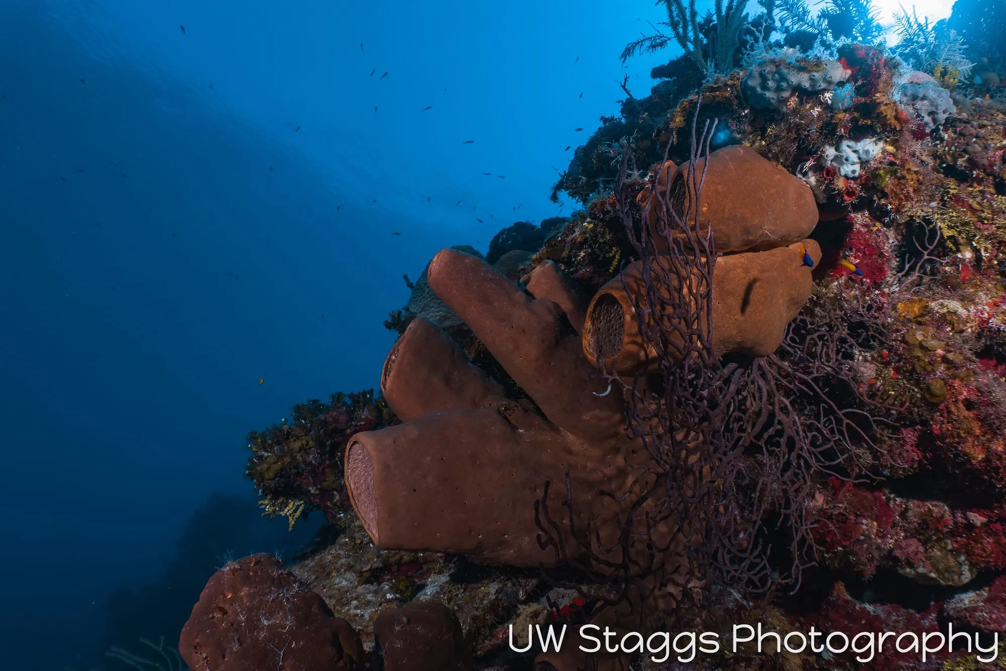 Tunicate — Little Cayman
