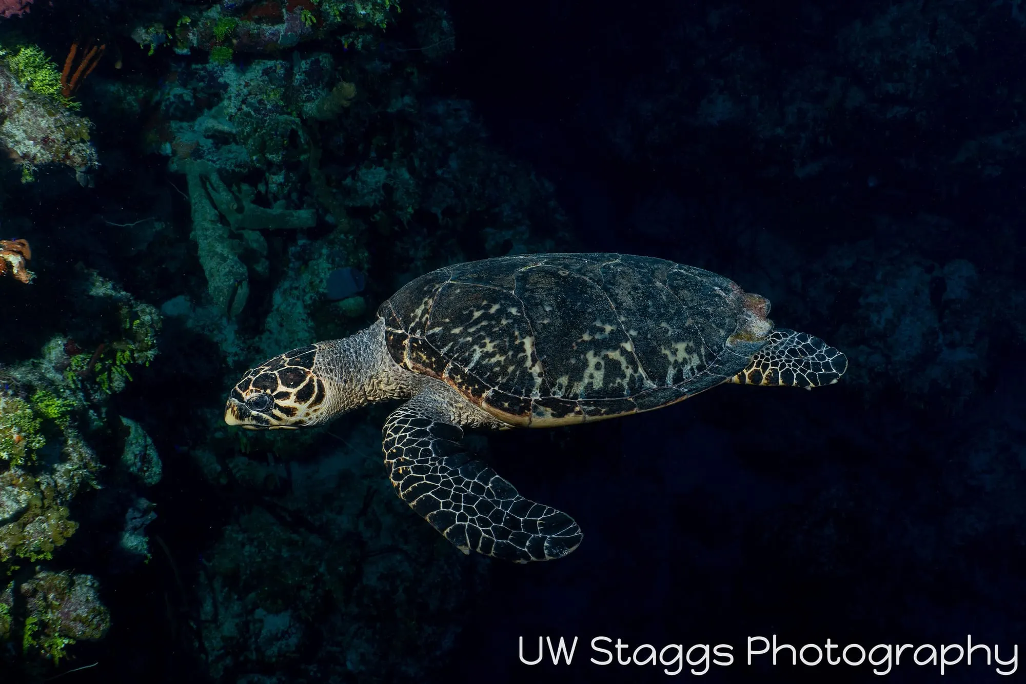 Sea Turtle — Little Cayman