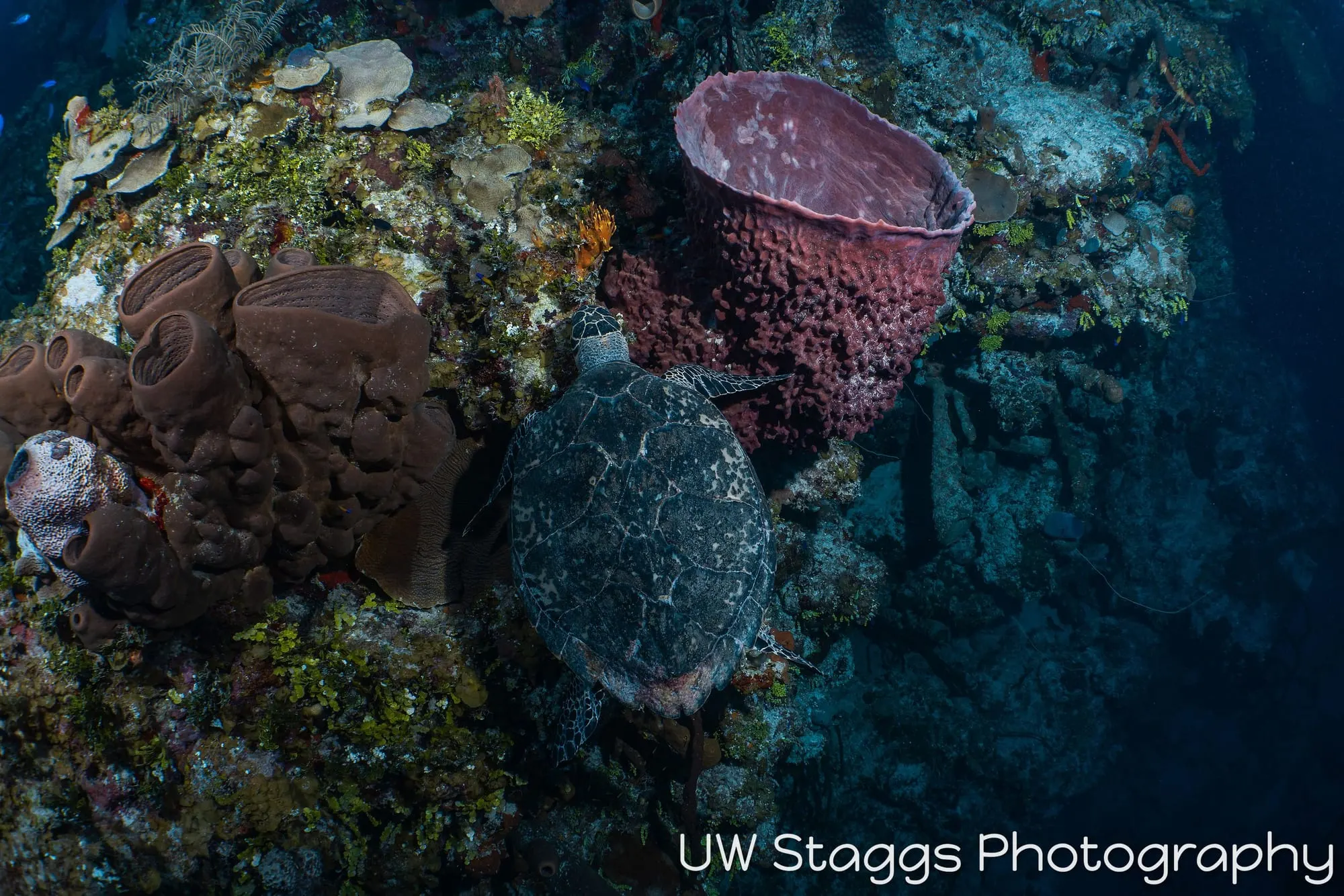 Sea Turtle — Little Cayman