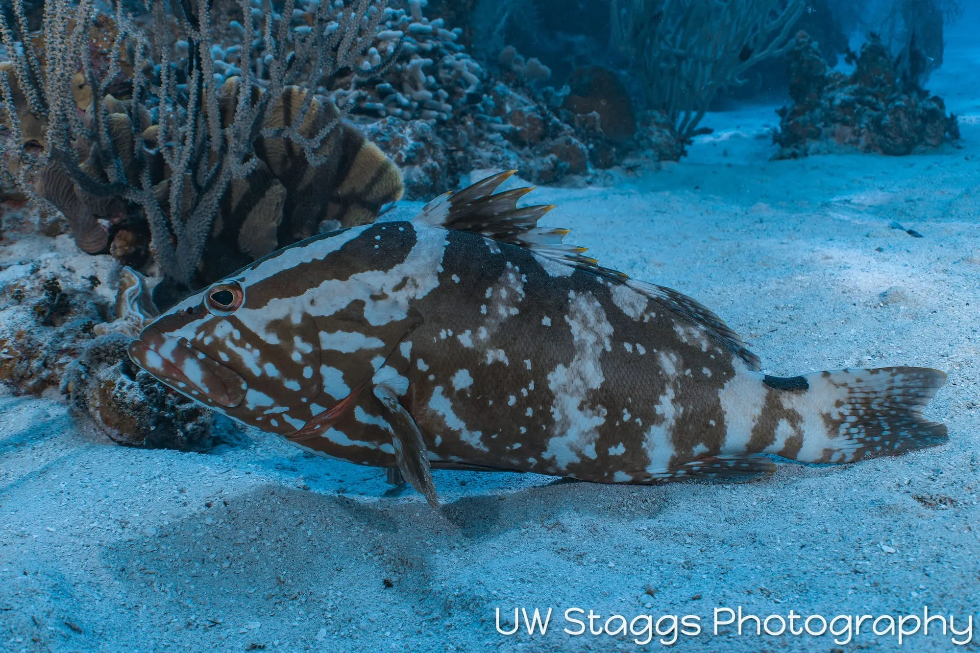 Reef Scene — Little Cayman