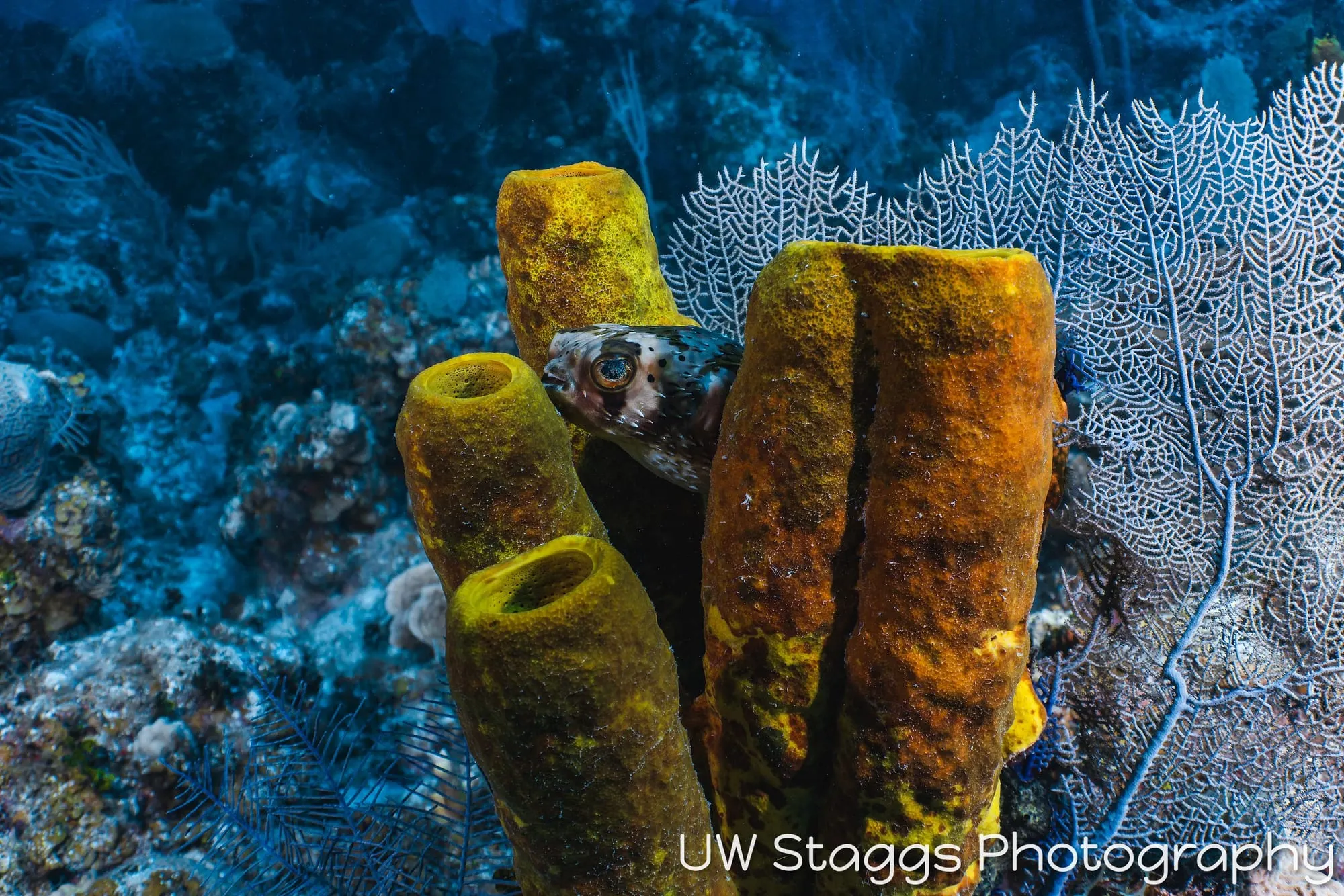 Tunicate — Little Cayman