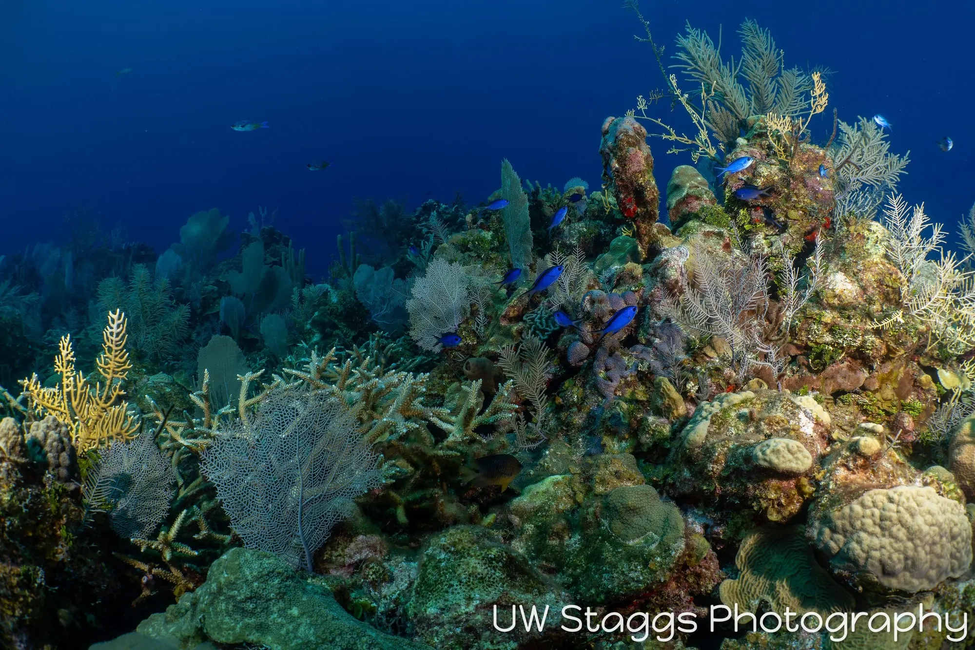 Coral Atoll — Little Cayman