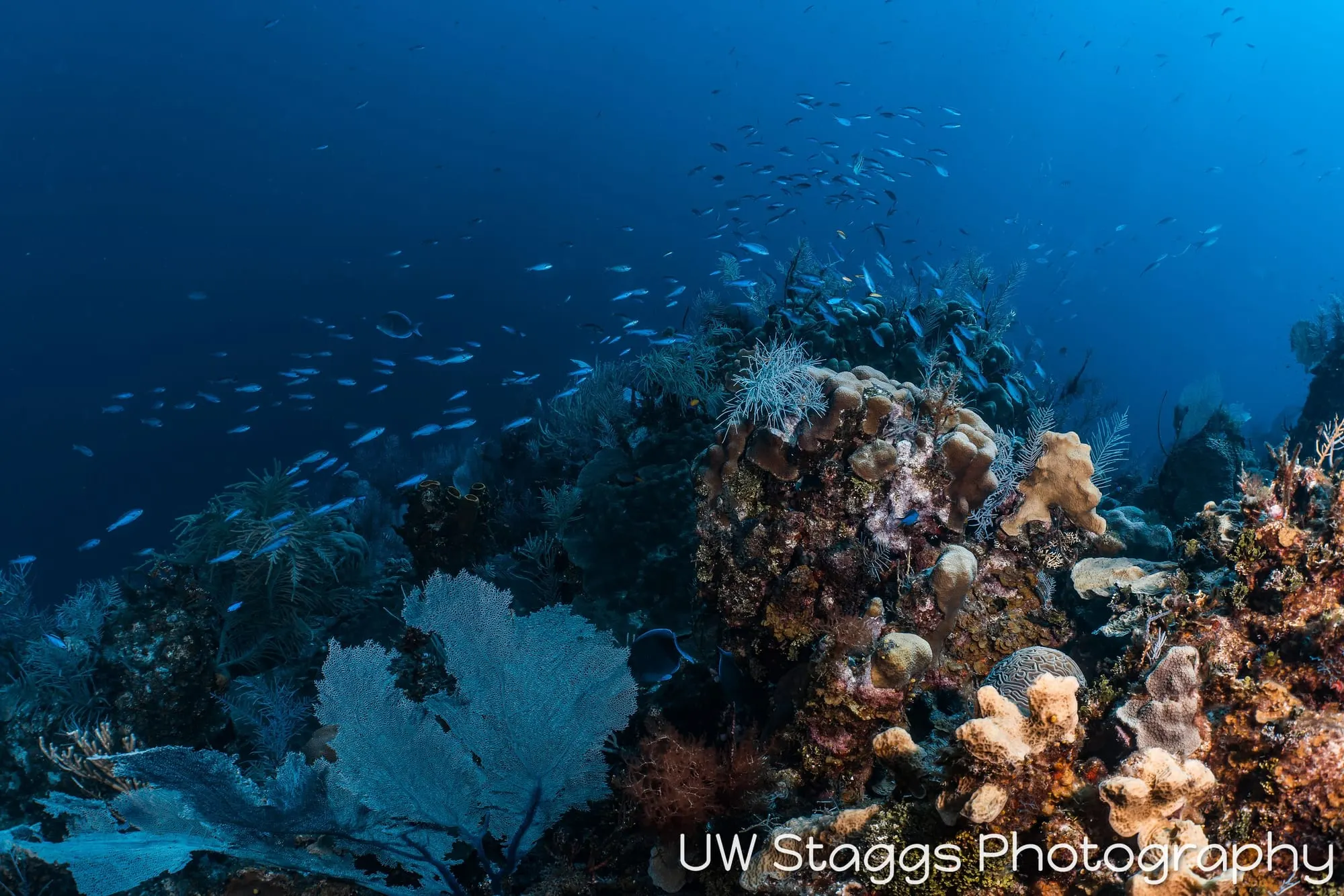 Coral Atoll — Little Cayman