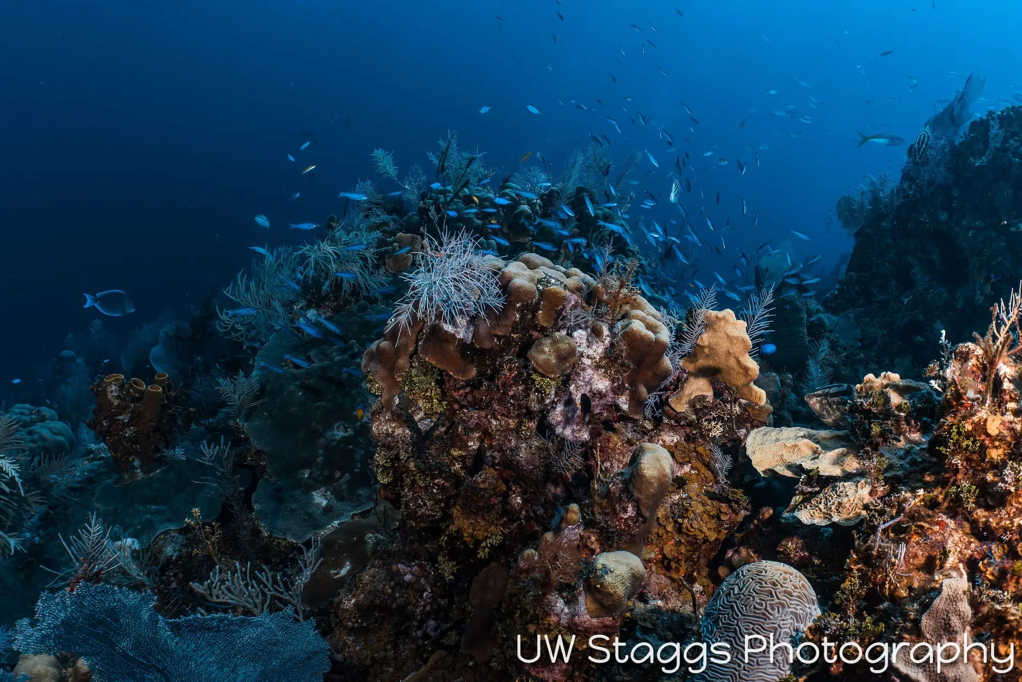Coral Atoll — Little Cayman