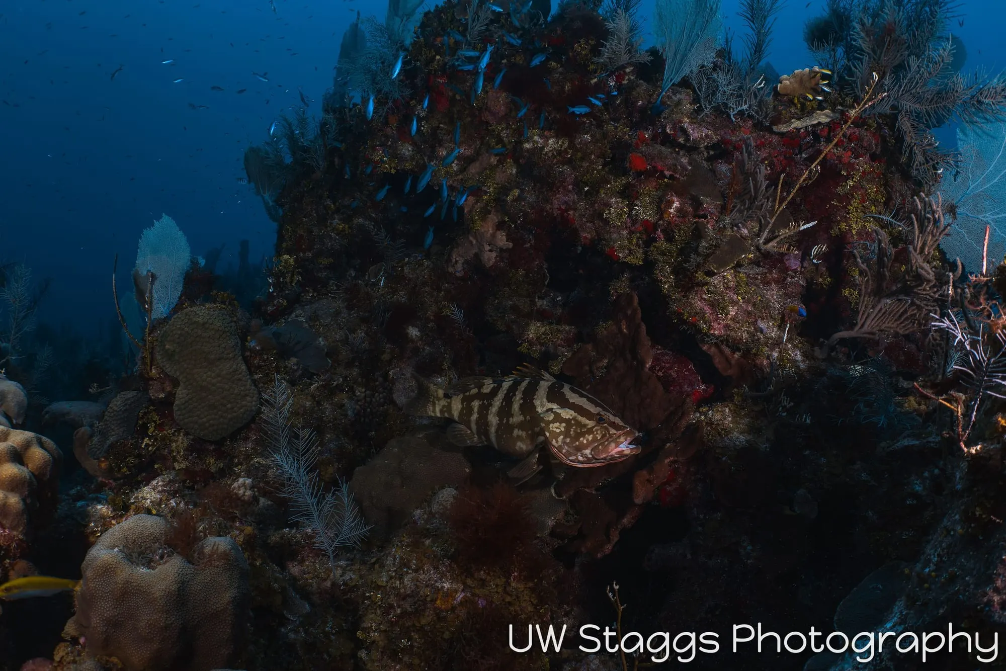 Reef Scene — Little Cayman
