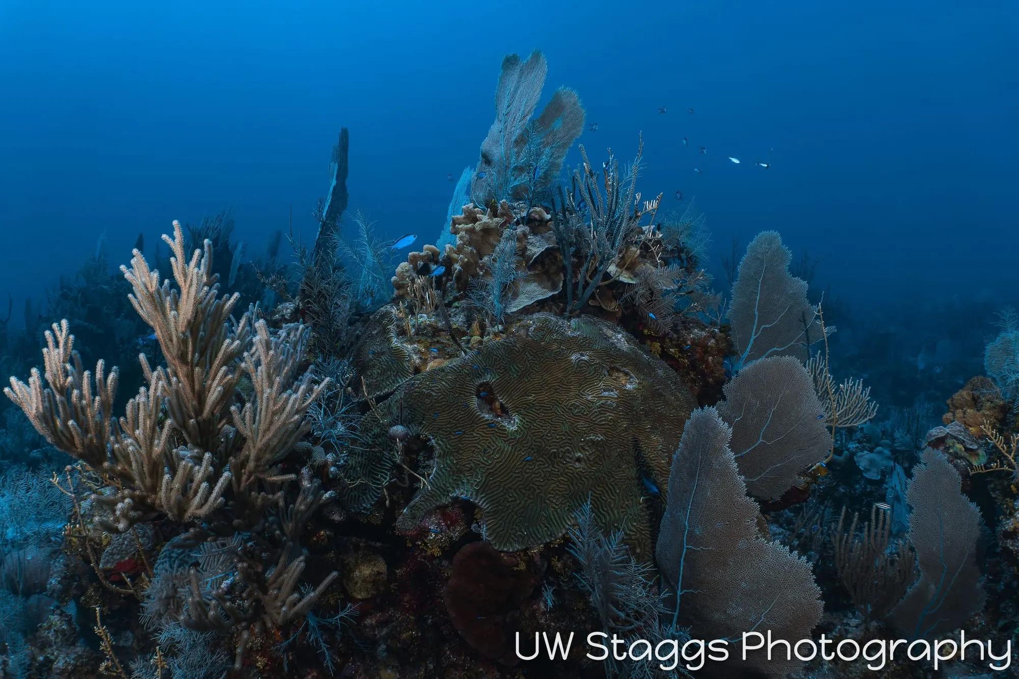 Coral Atoll — Little Cayman