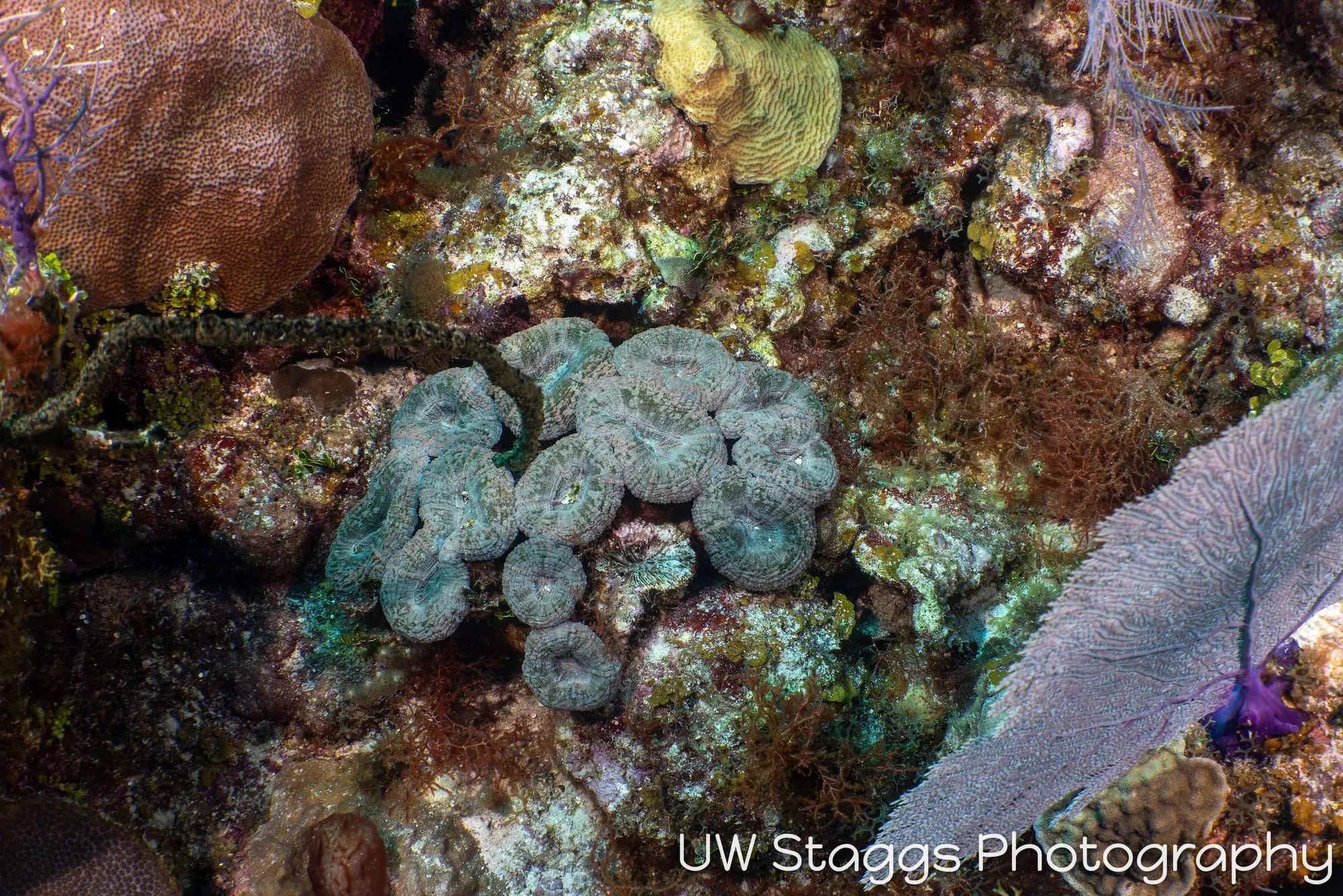 Tunicate — Little Cayman