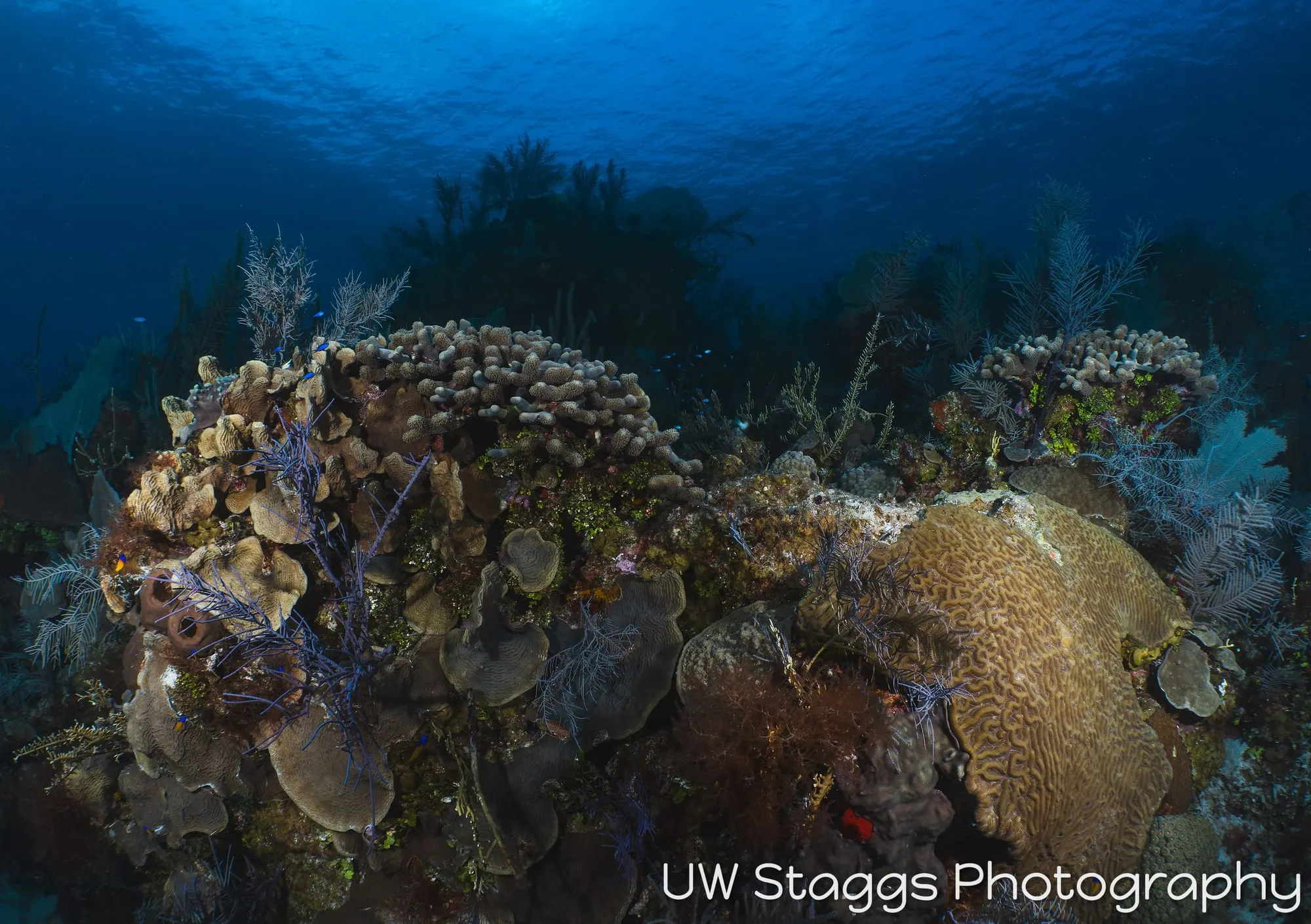 Coral Atoll — Little Cayman