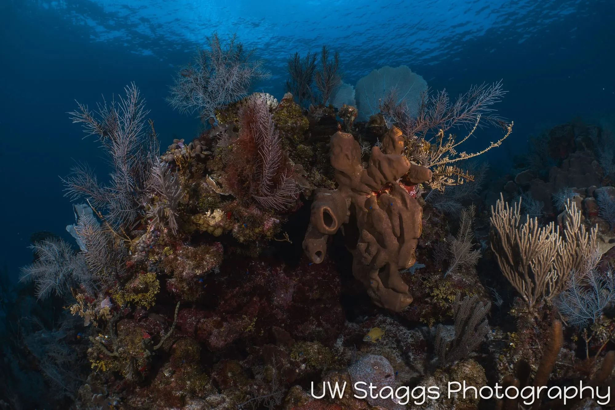 Coral Atoll — Little Cayman