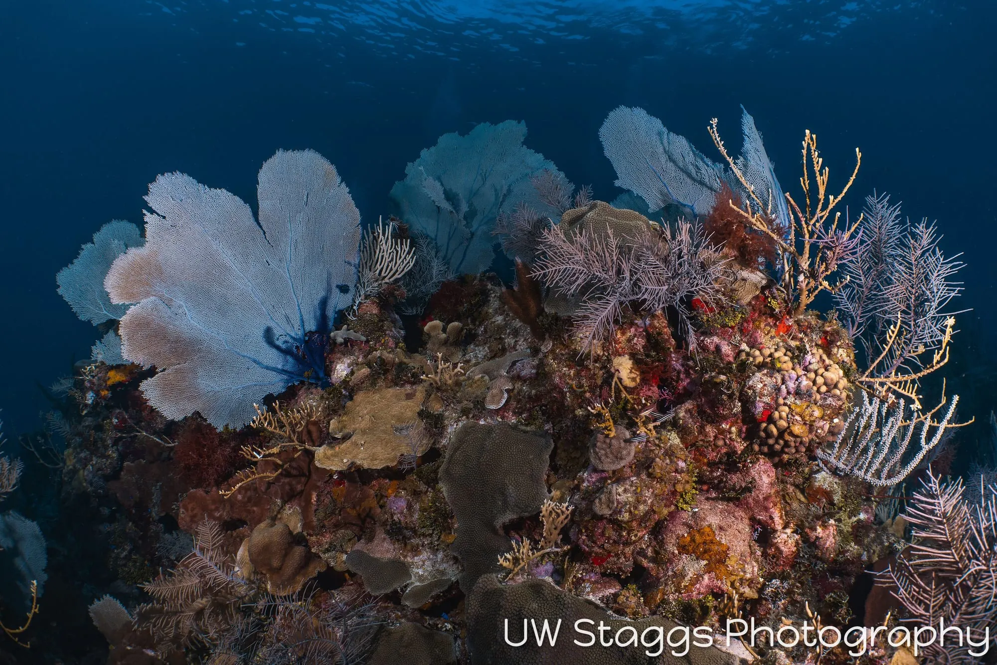 Coral Atoll — Little Cayman