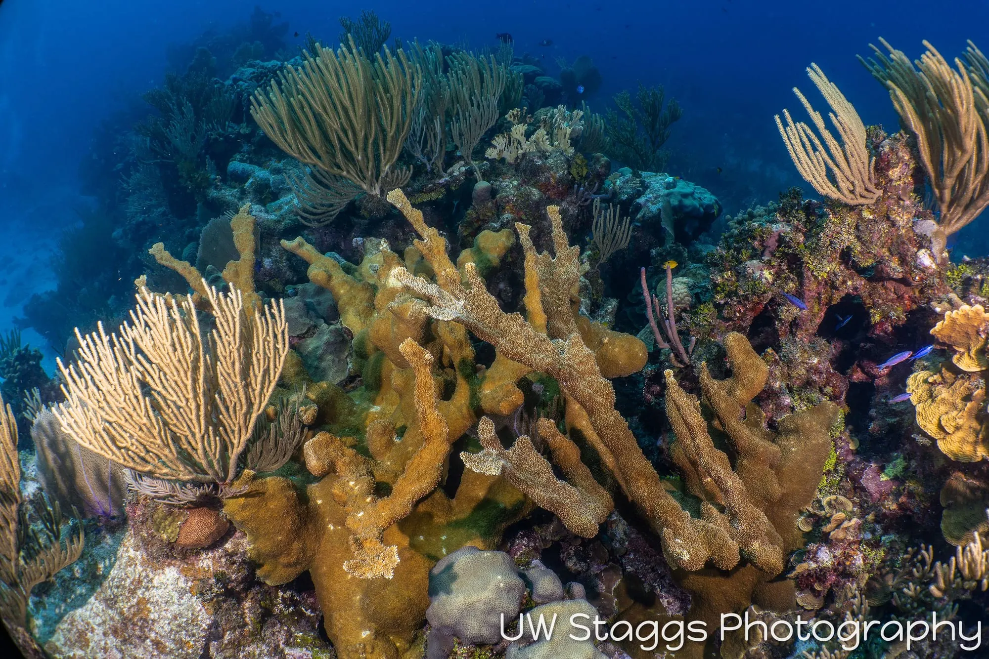 Reef Scene — Little Cayman