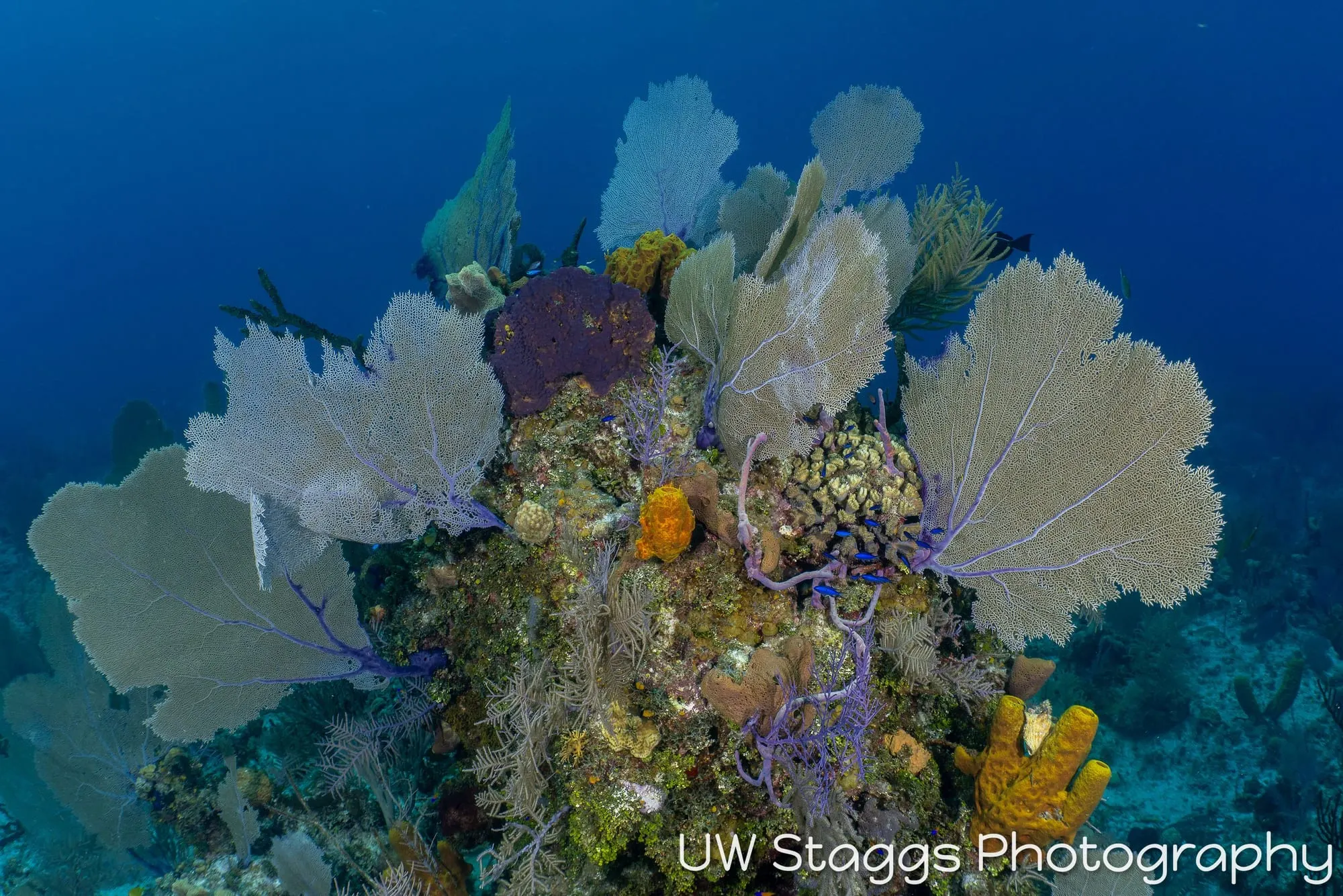 Coral Atoll — Little Cayman