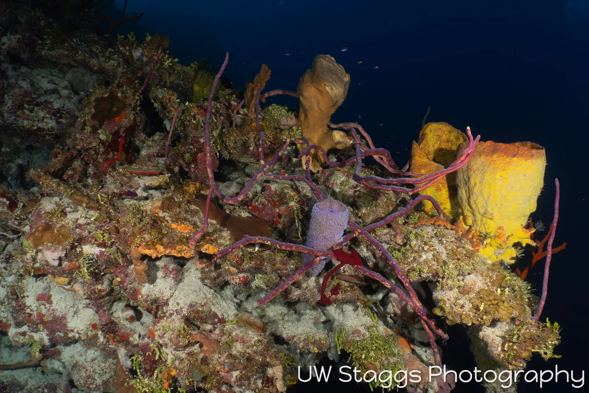 Tunicate — Little Cayman