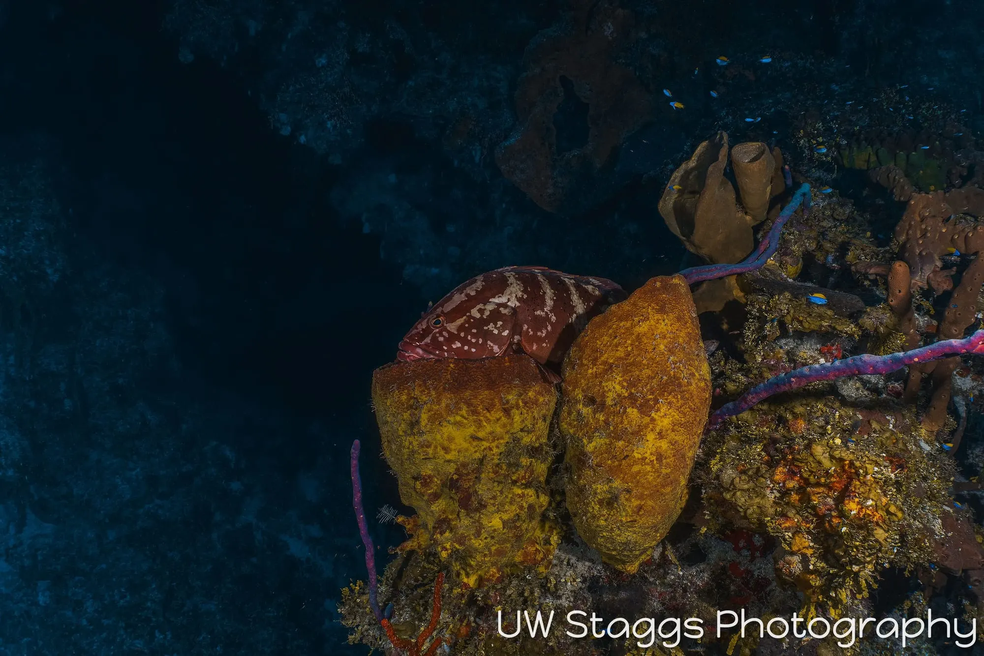 Coral Atoll — Little Cayman