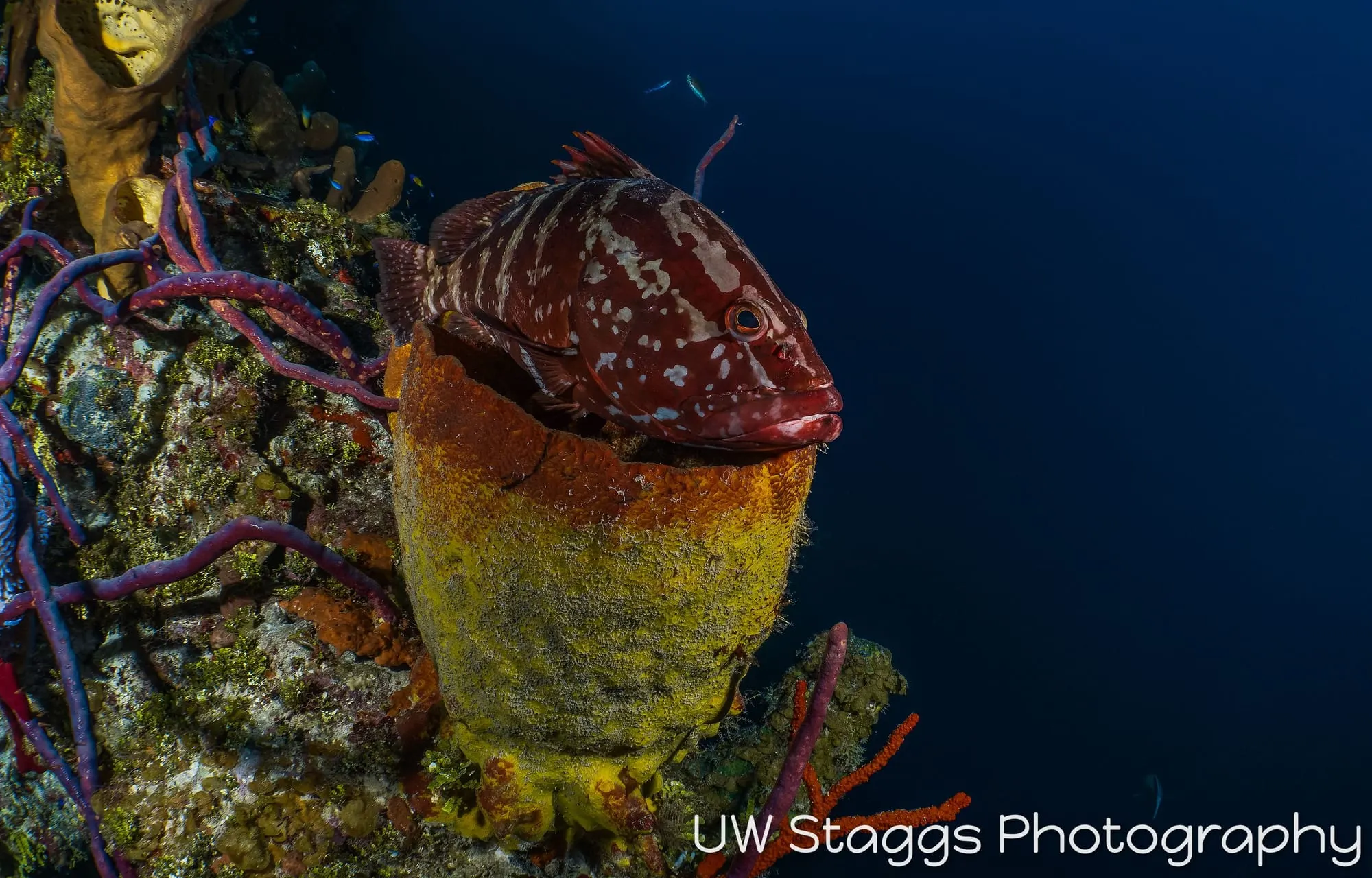 Tunicate — Little Cayman