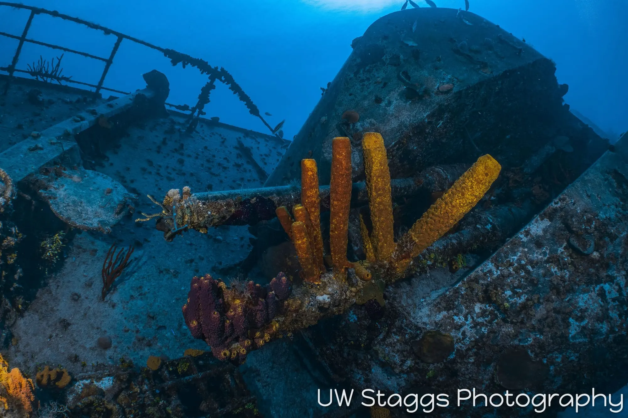 Reef Scene — Little Cayman