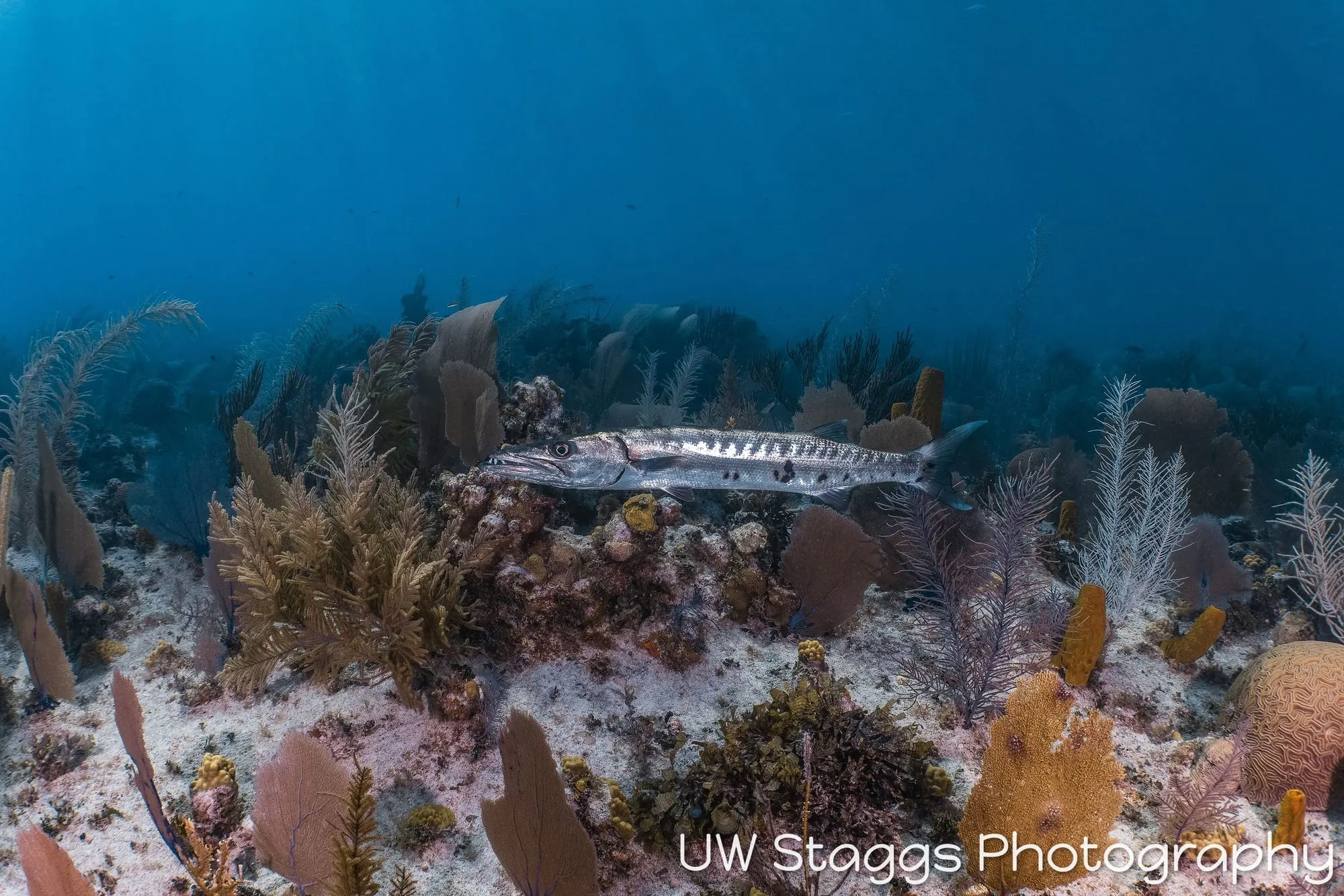 Lionfish — Little Cayman