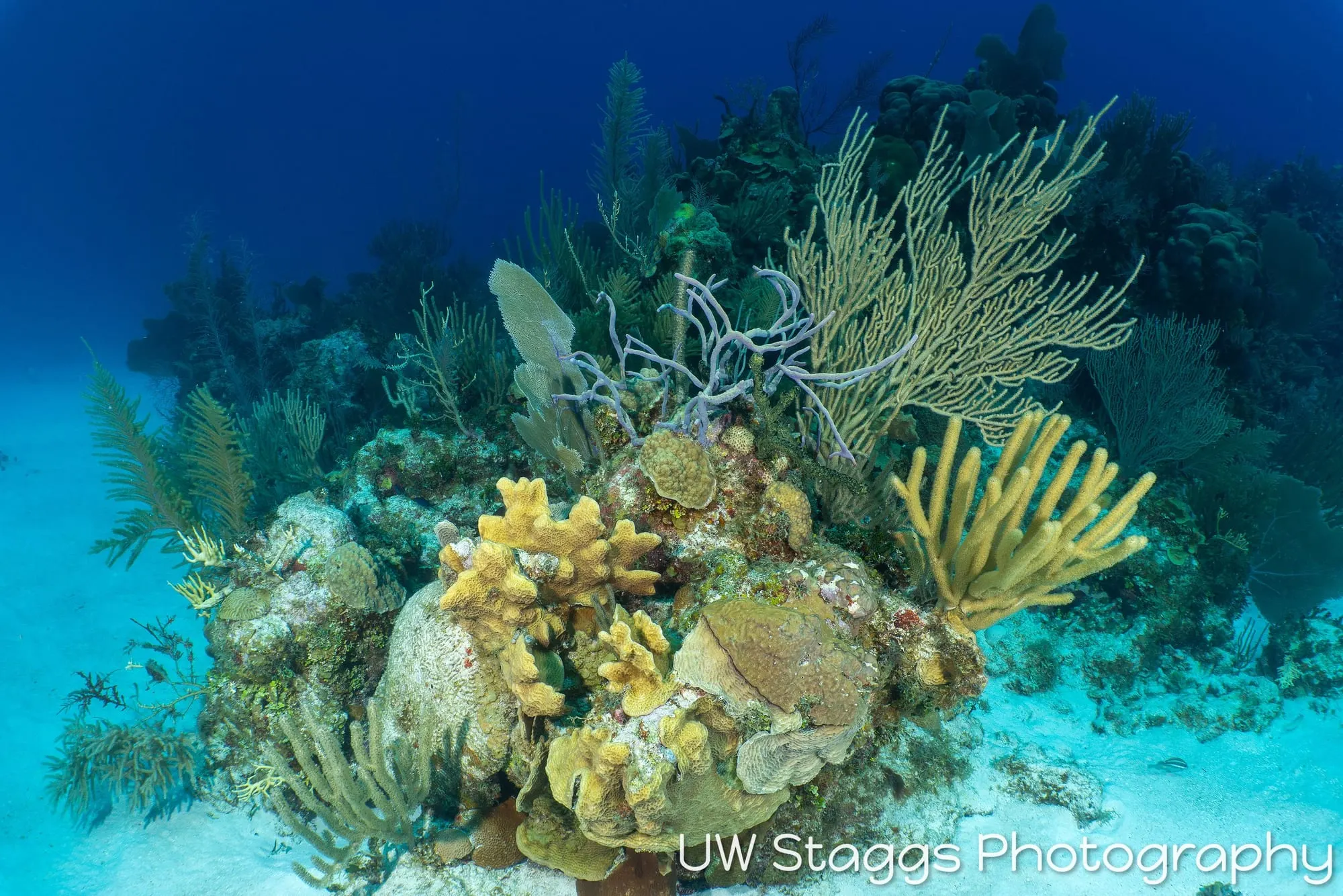 Coral Atoll — Little Cayman