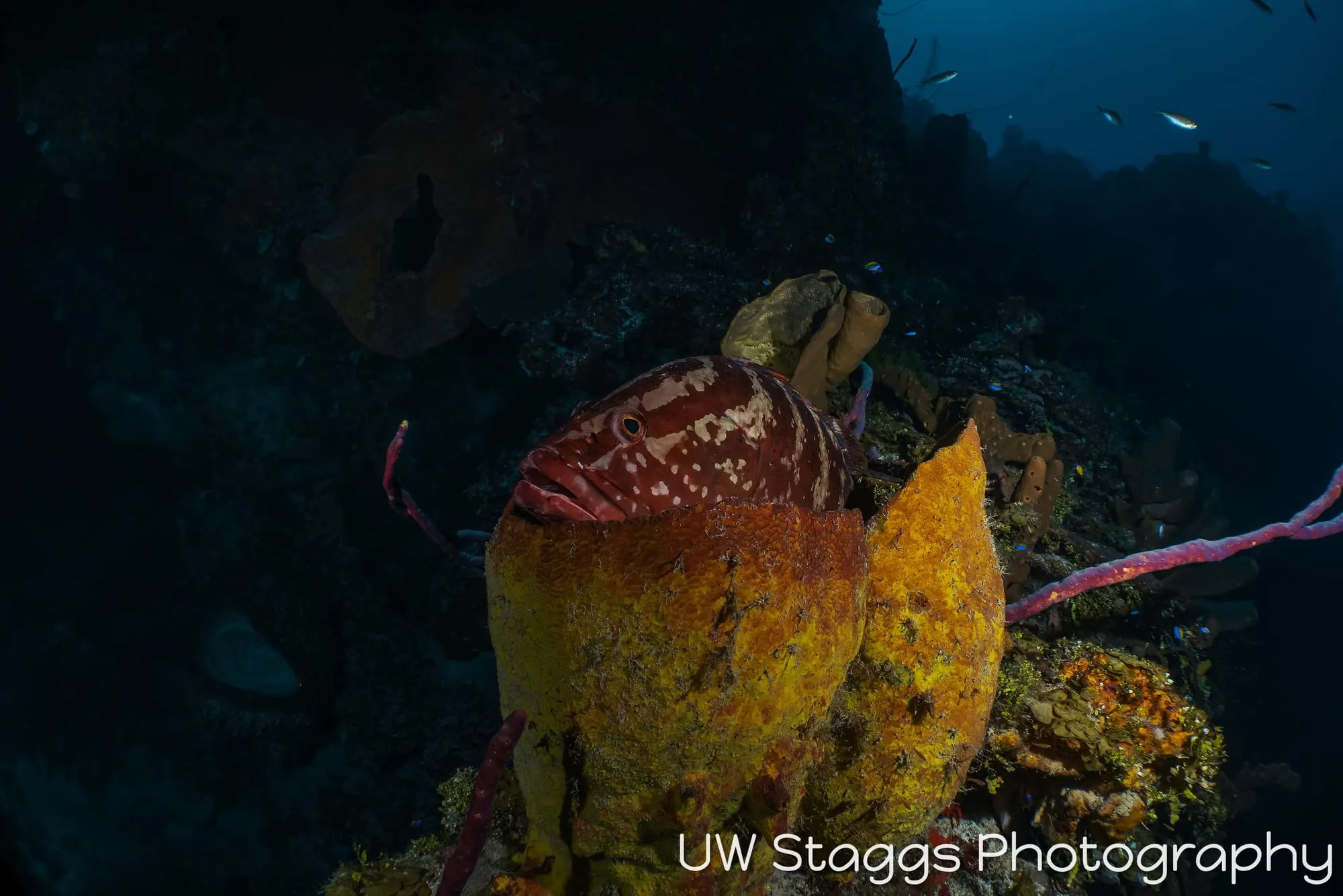 Tunicate — Little Cayman