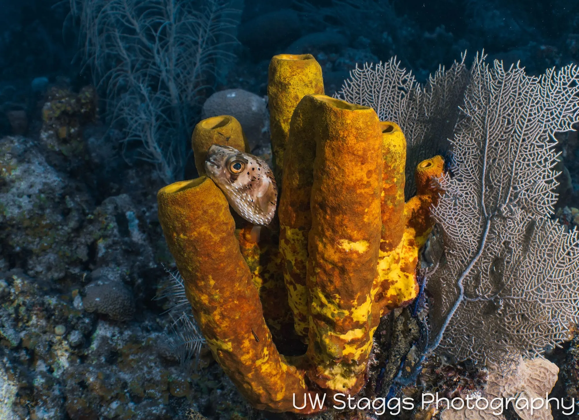 Tunicate — Little Cayman