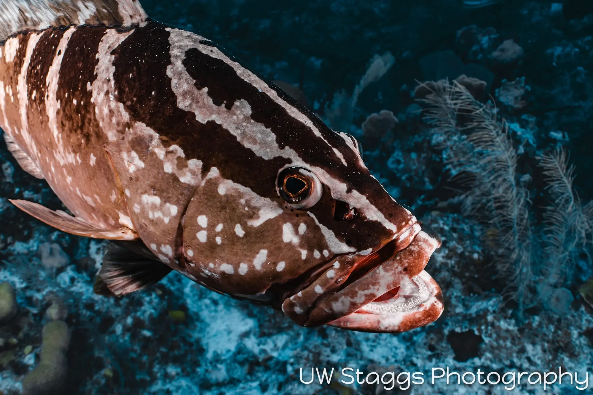 Lionfish — Little Cayman
